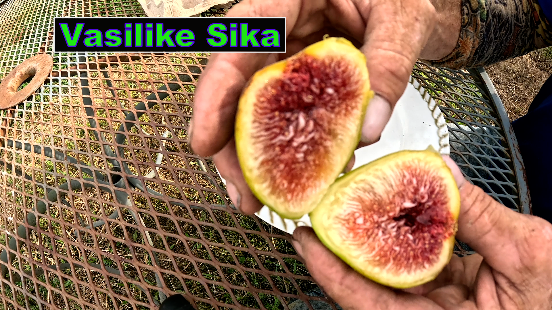 Vasilike Sika Fig Tree