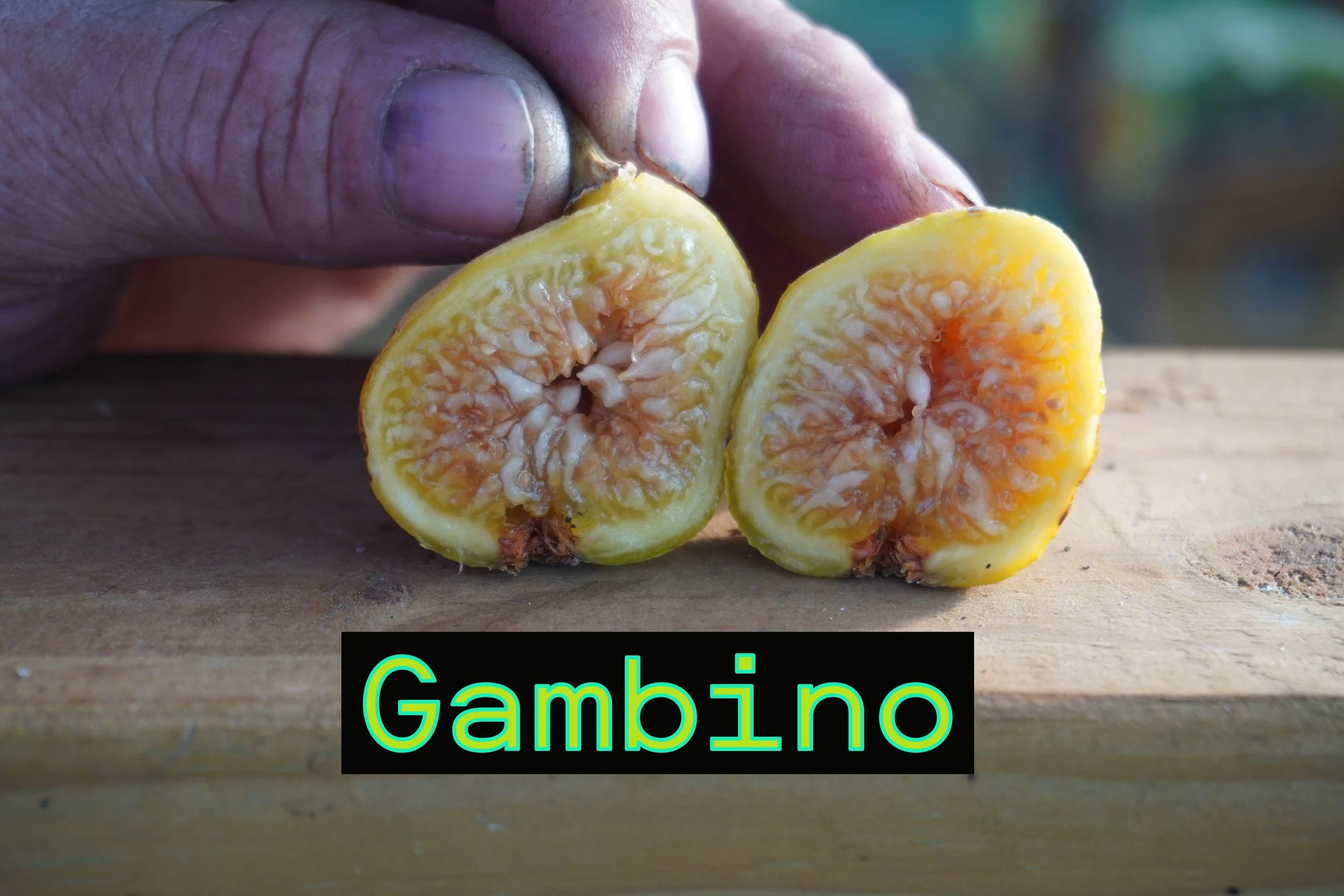 Gambino  Fig Tree