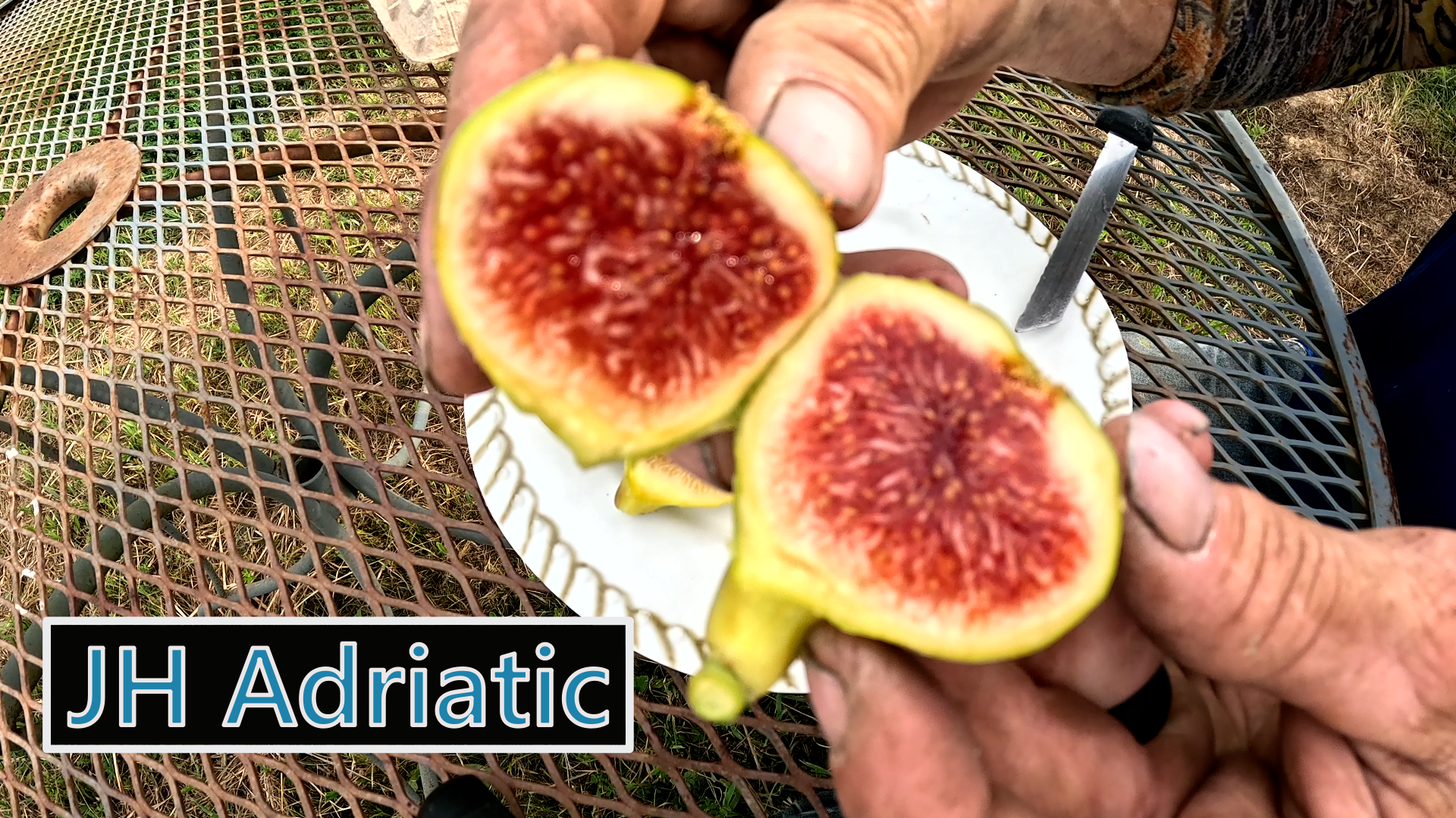 JH Adriatic Fig Tree