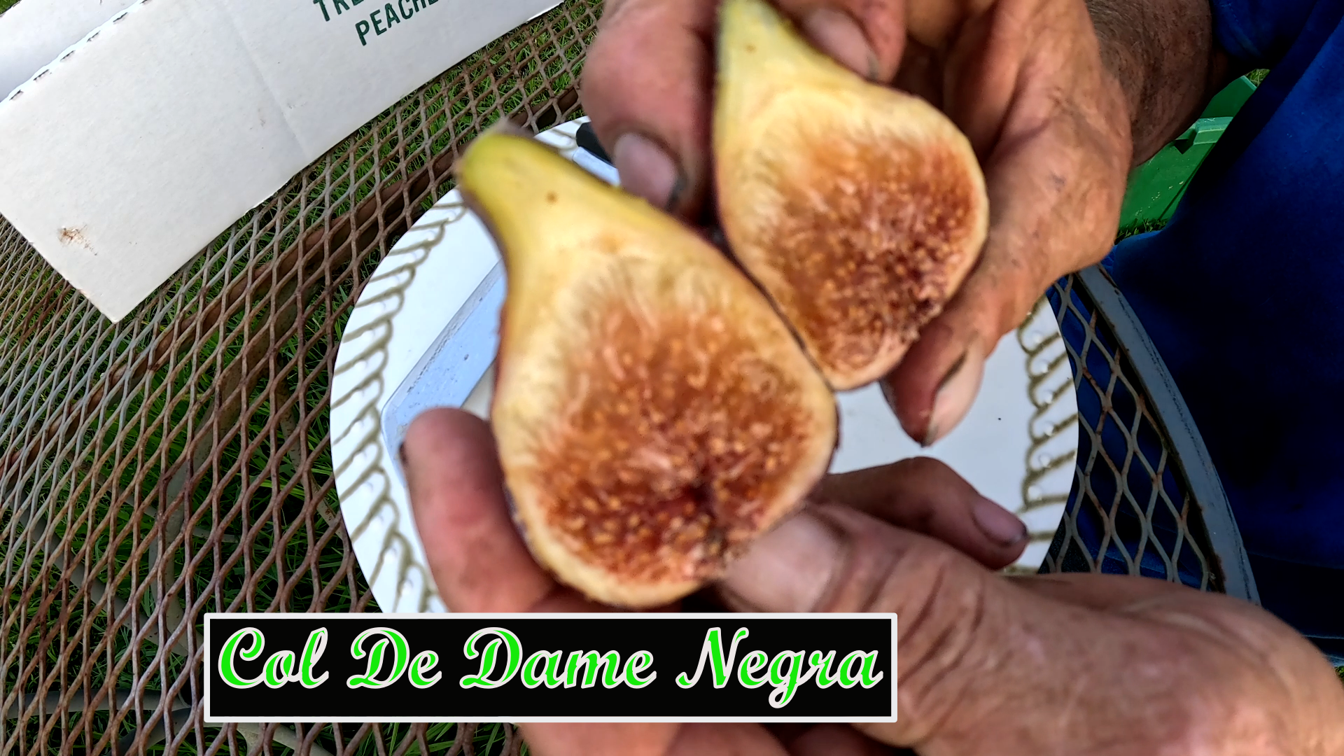 Col De Dame Negra Tree