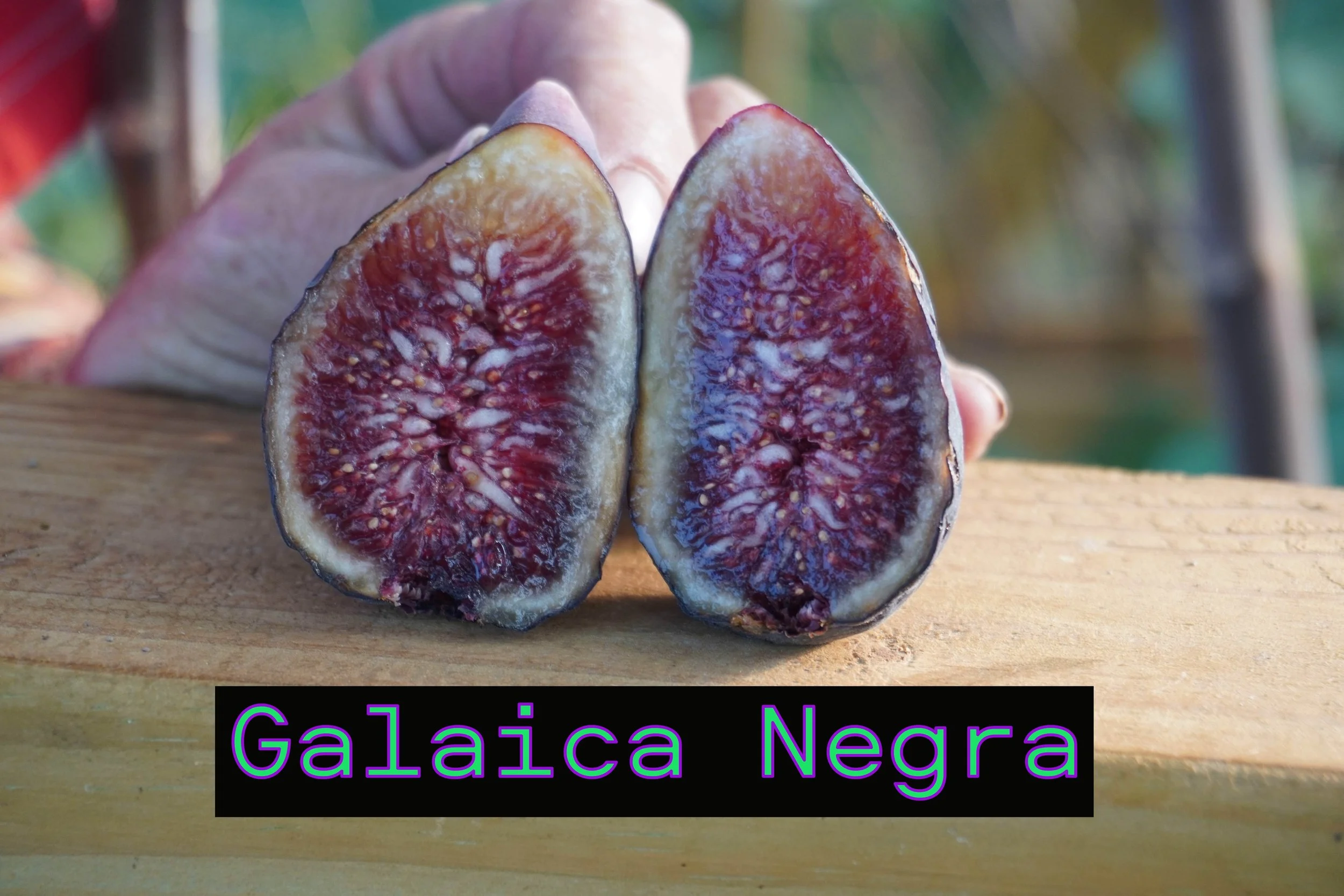 Galicia Negra  Fig Tree