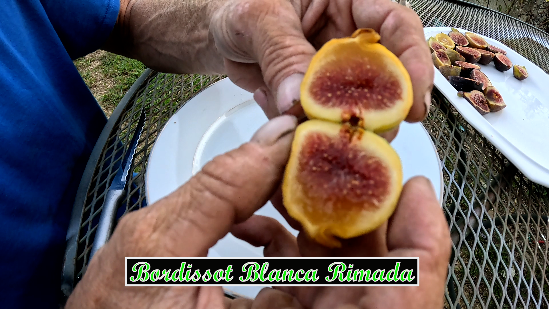 bordissot blanca rimada.png