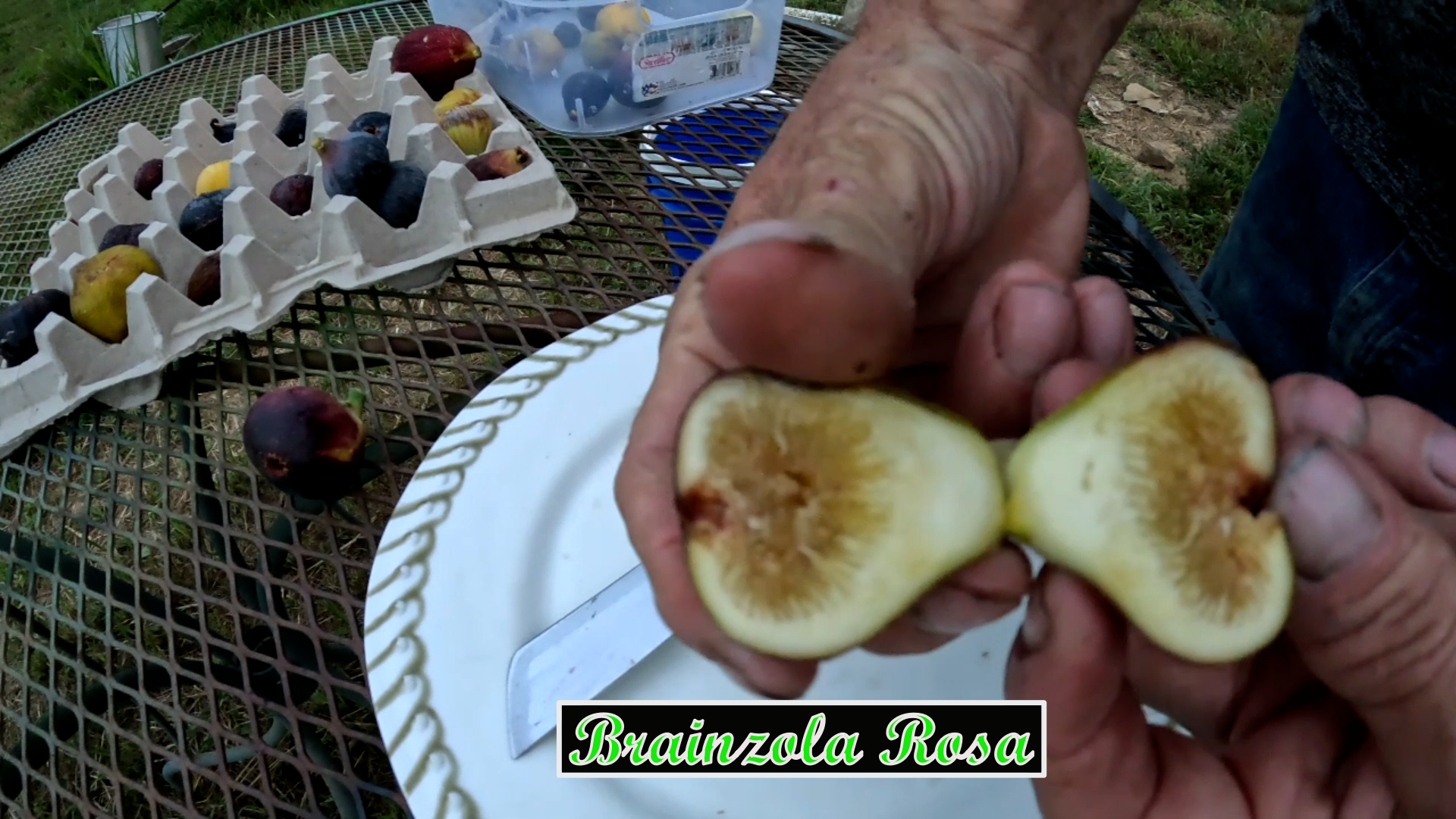 brainzola rosa 2.png