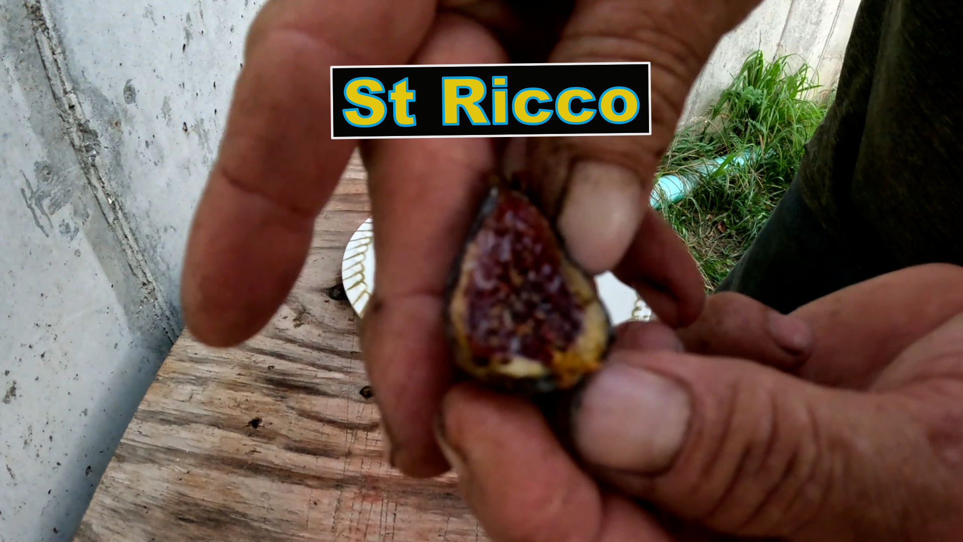 St Ricco Fig Tree