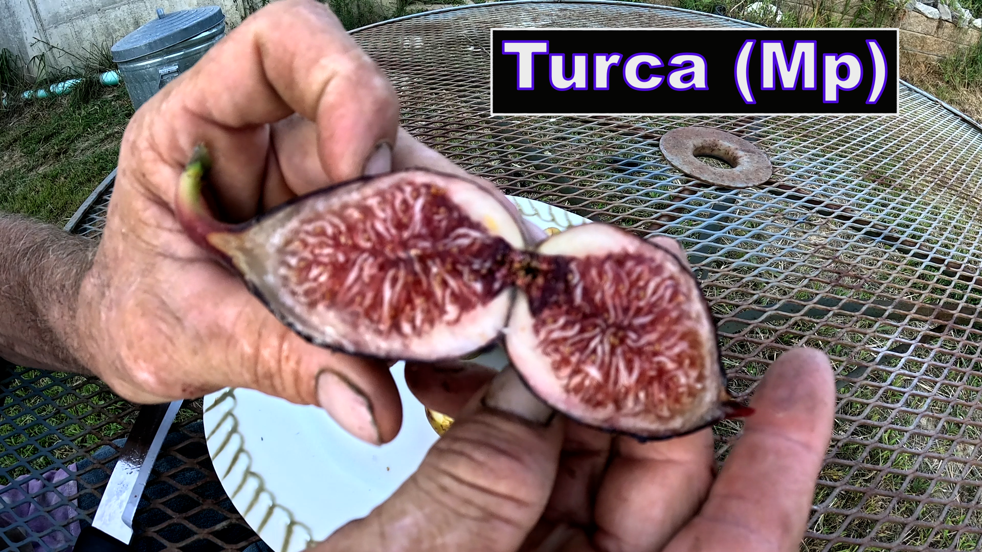 turca.png