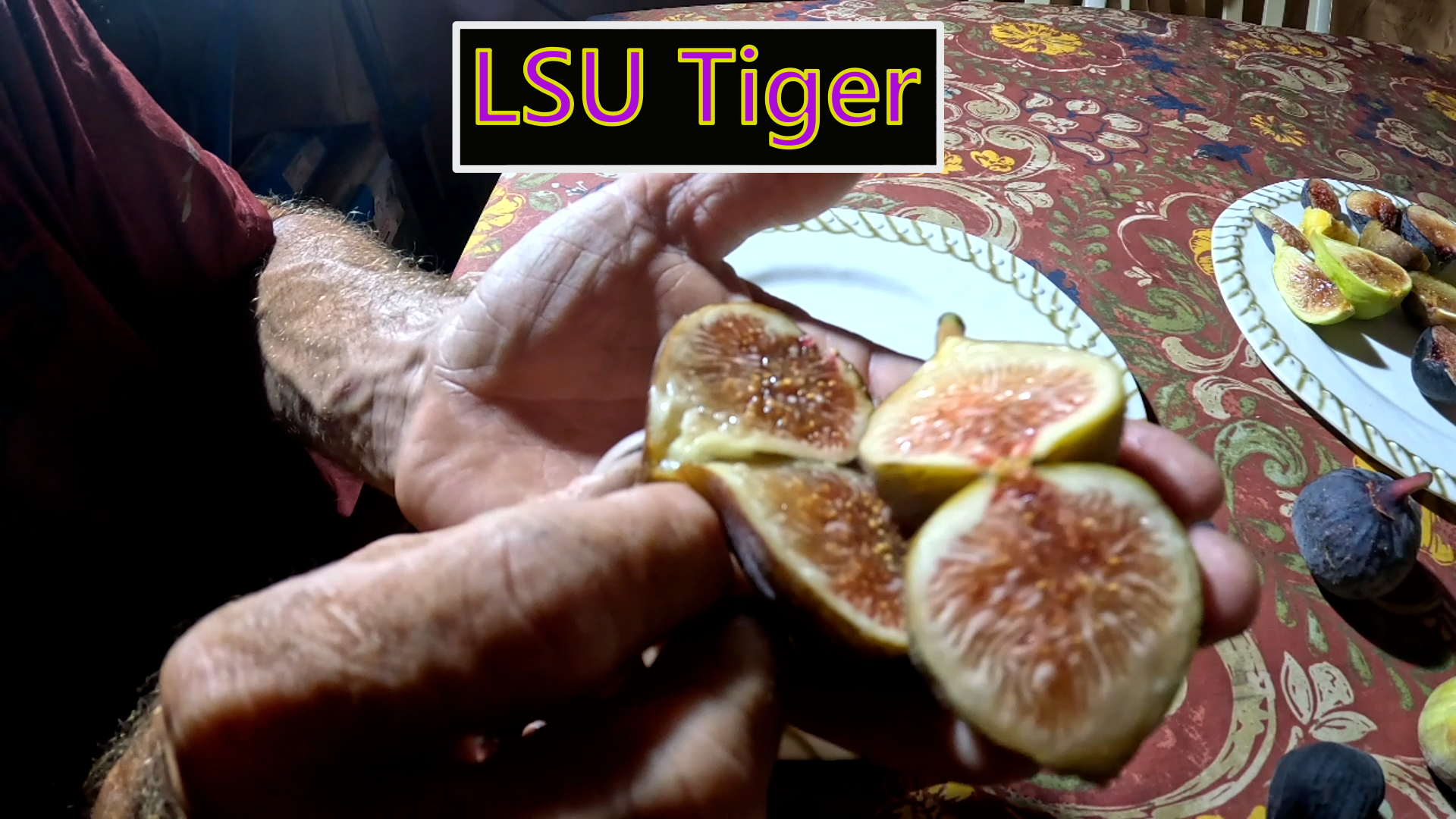 LSU Tiger Fig Tree