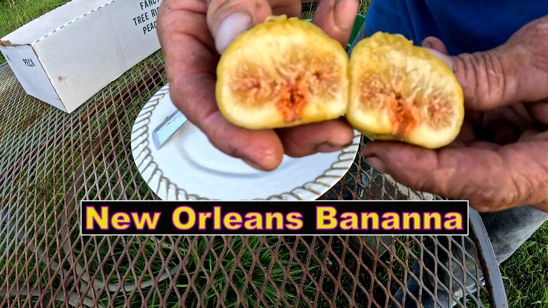 New Orleans Banana Fig Tree