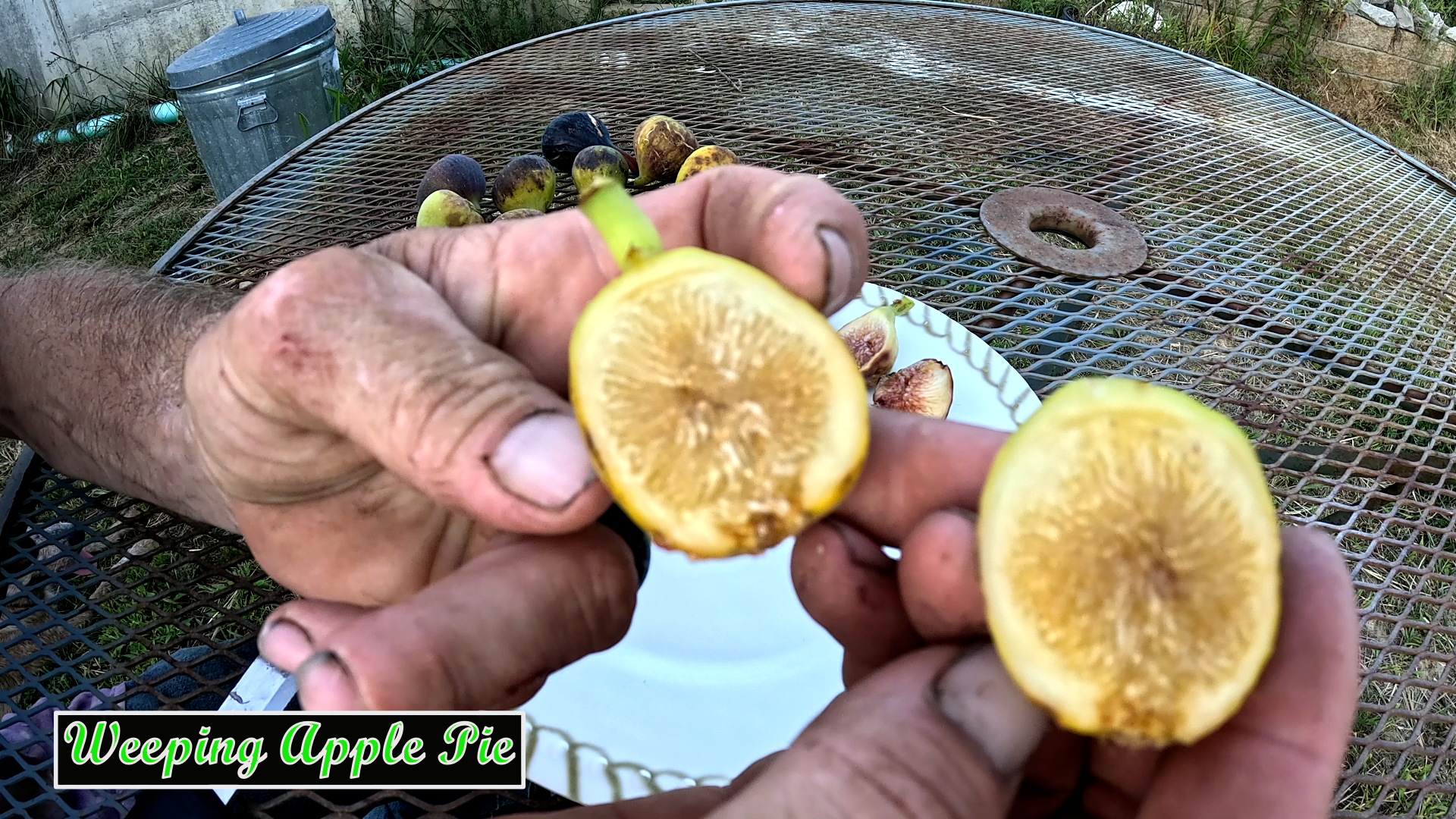 Weeping Apple Pie Fig Tree