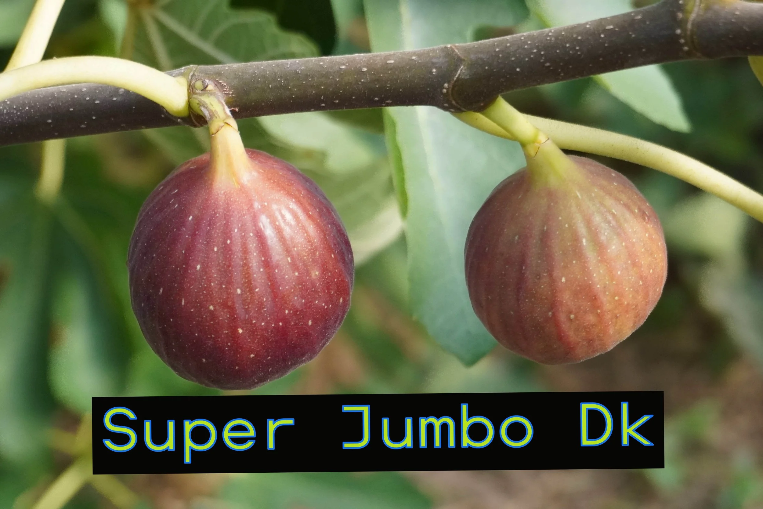 Super Jumbo DK Fig Tree