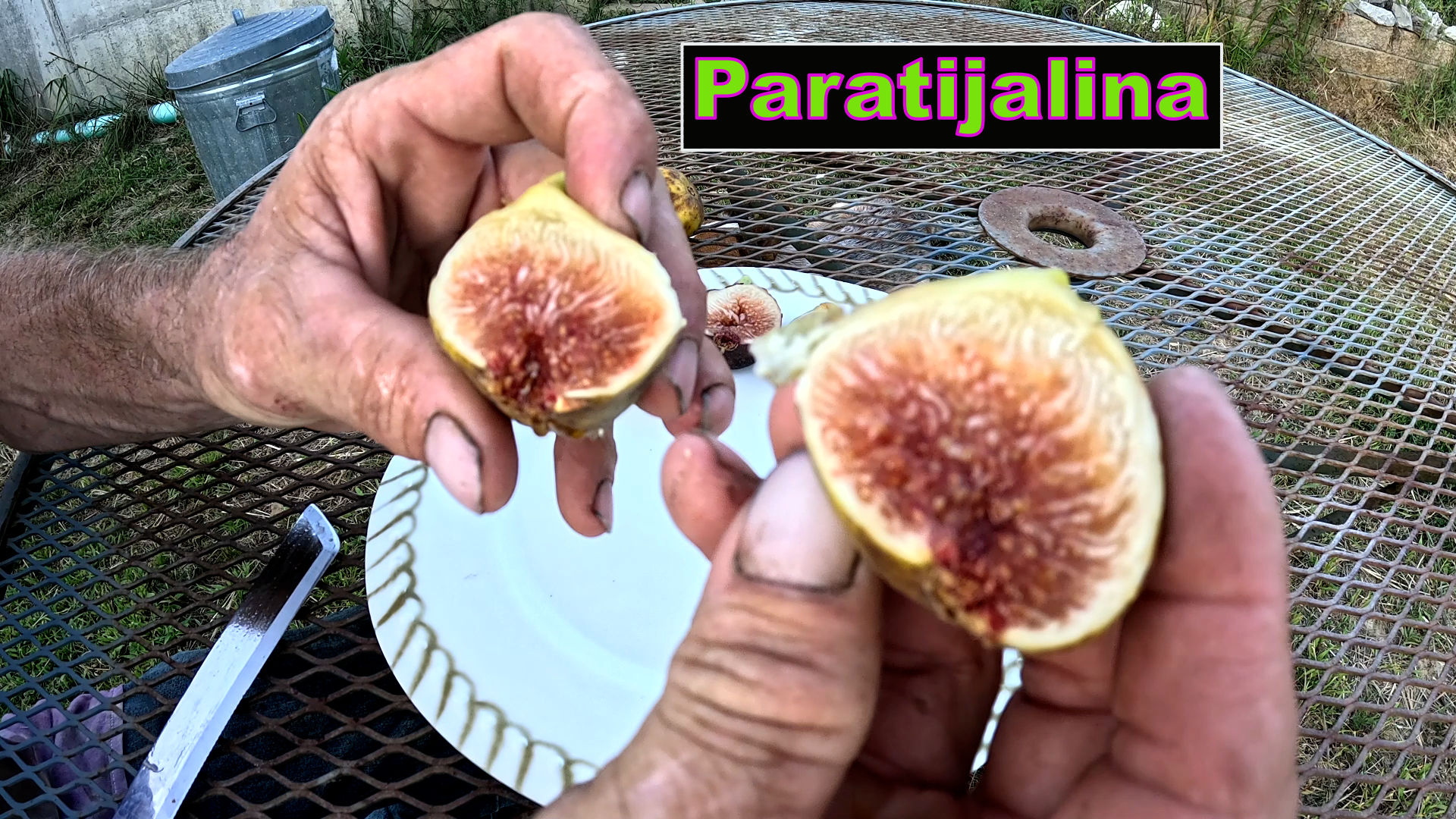 Paratijalina Fig Tree