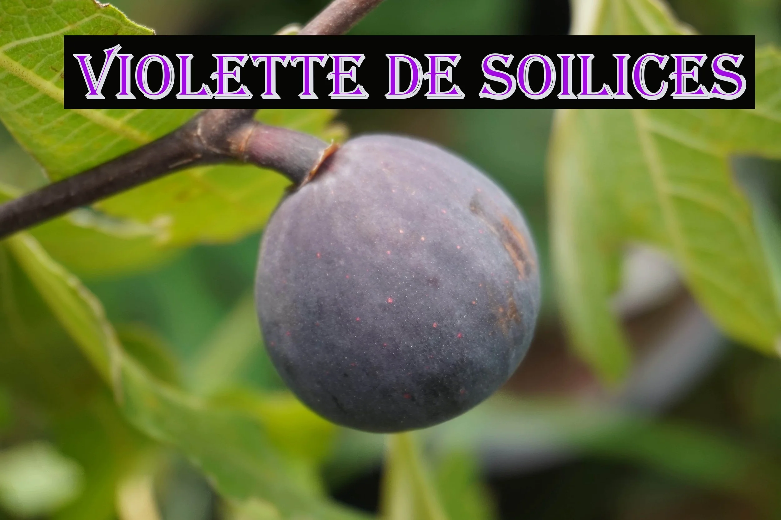 Violette de Soilices Fig Tree