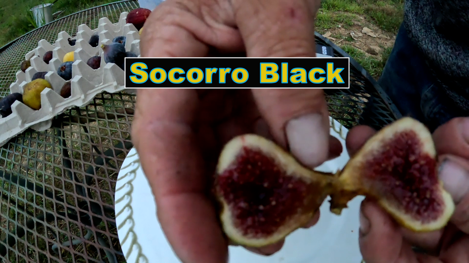 Socorro Black Fig Tree