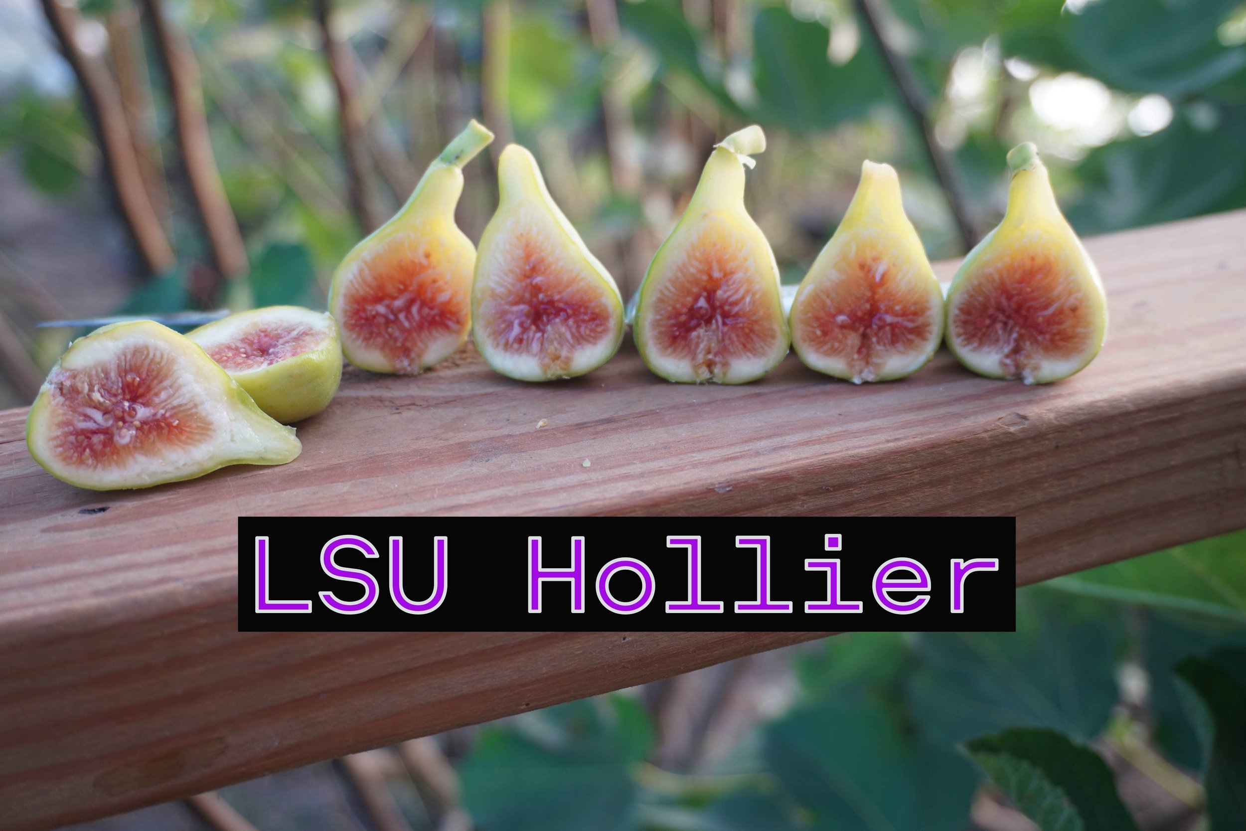 LSU Hollier fig Tree