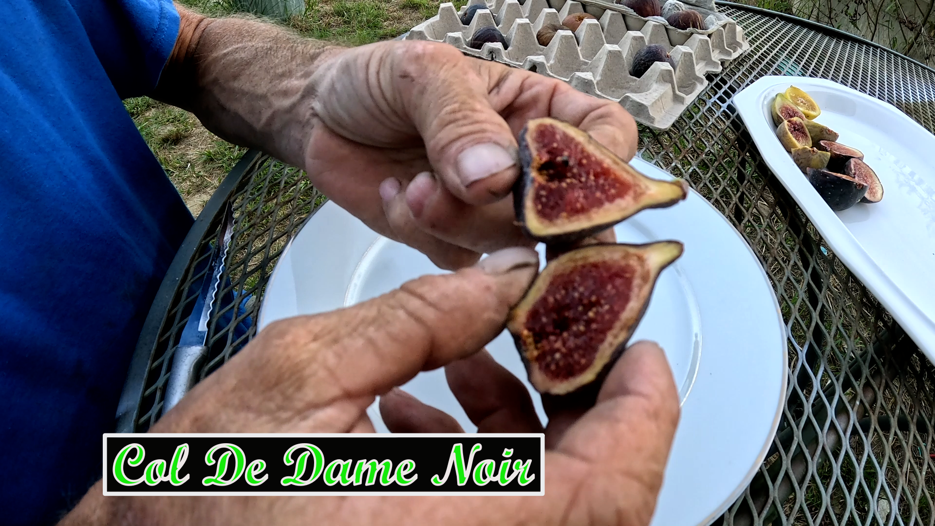 Col De Dame Noir Fig tree