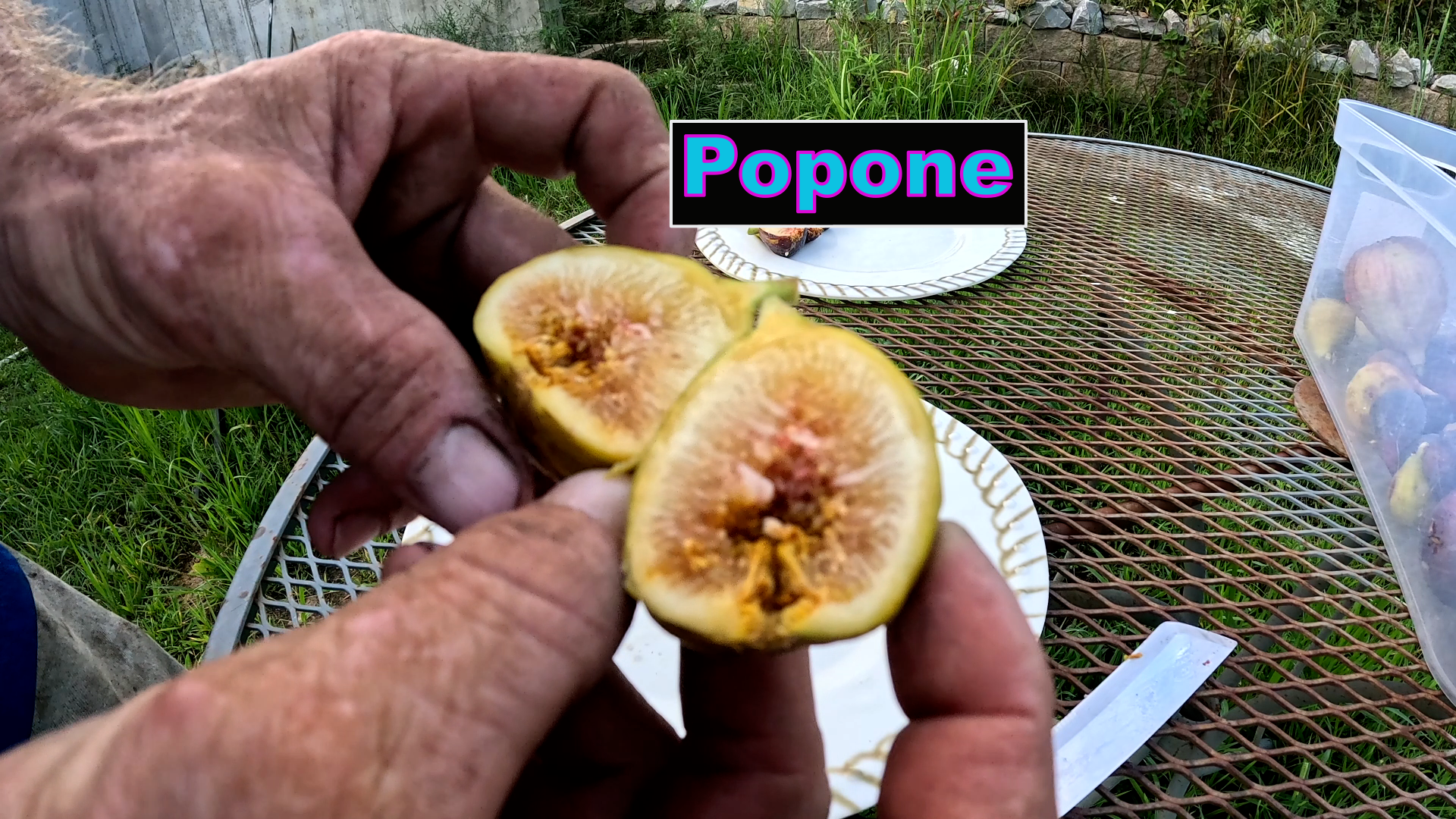 Popone Fig Tree