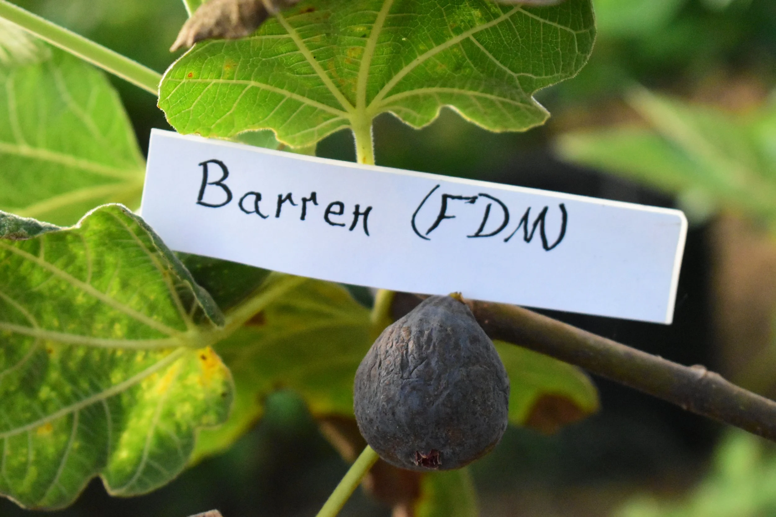 Barren Fig Tree  FDM