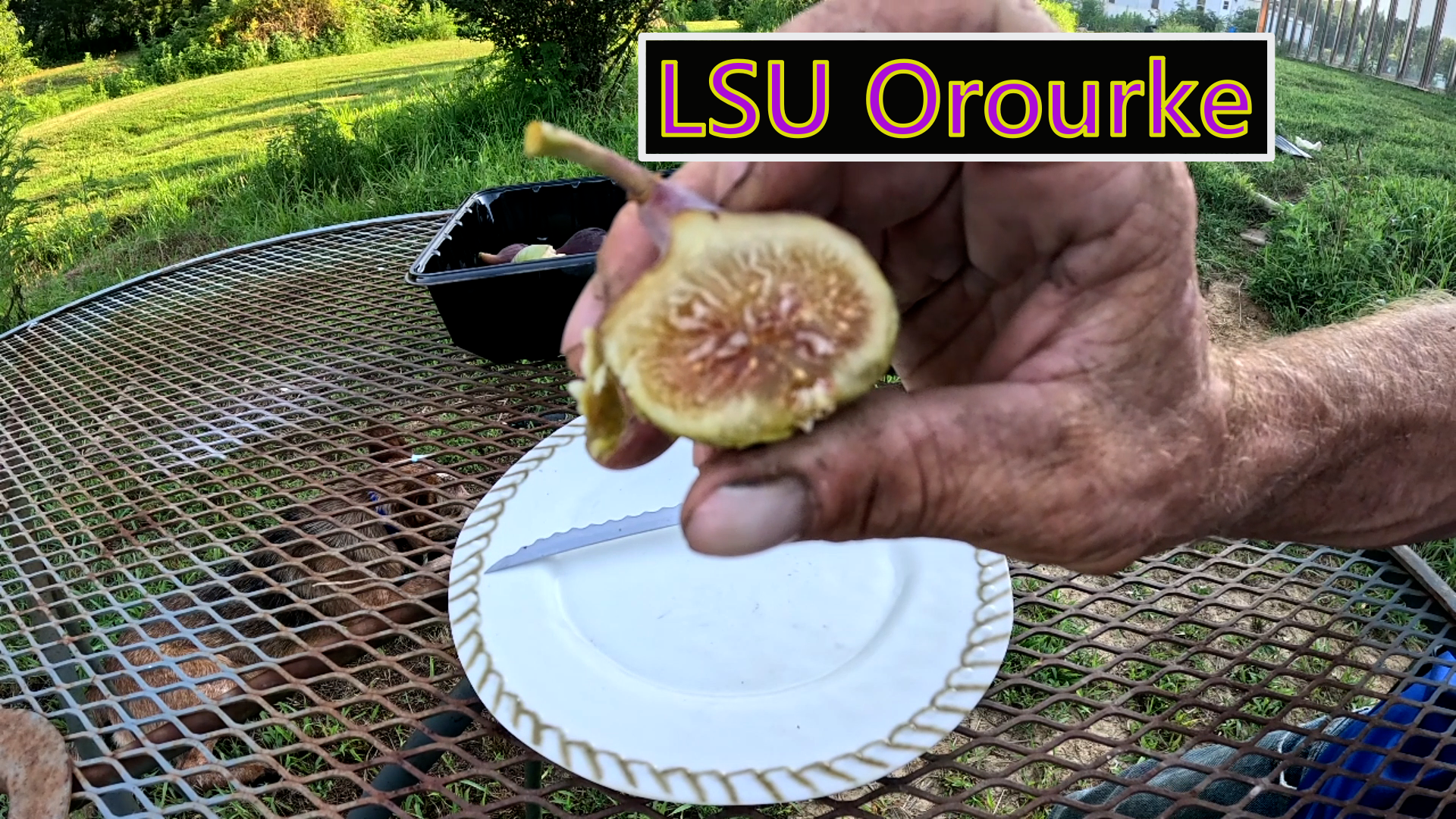LSU O'Rourke Fig Tree