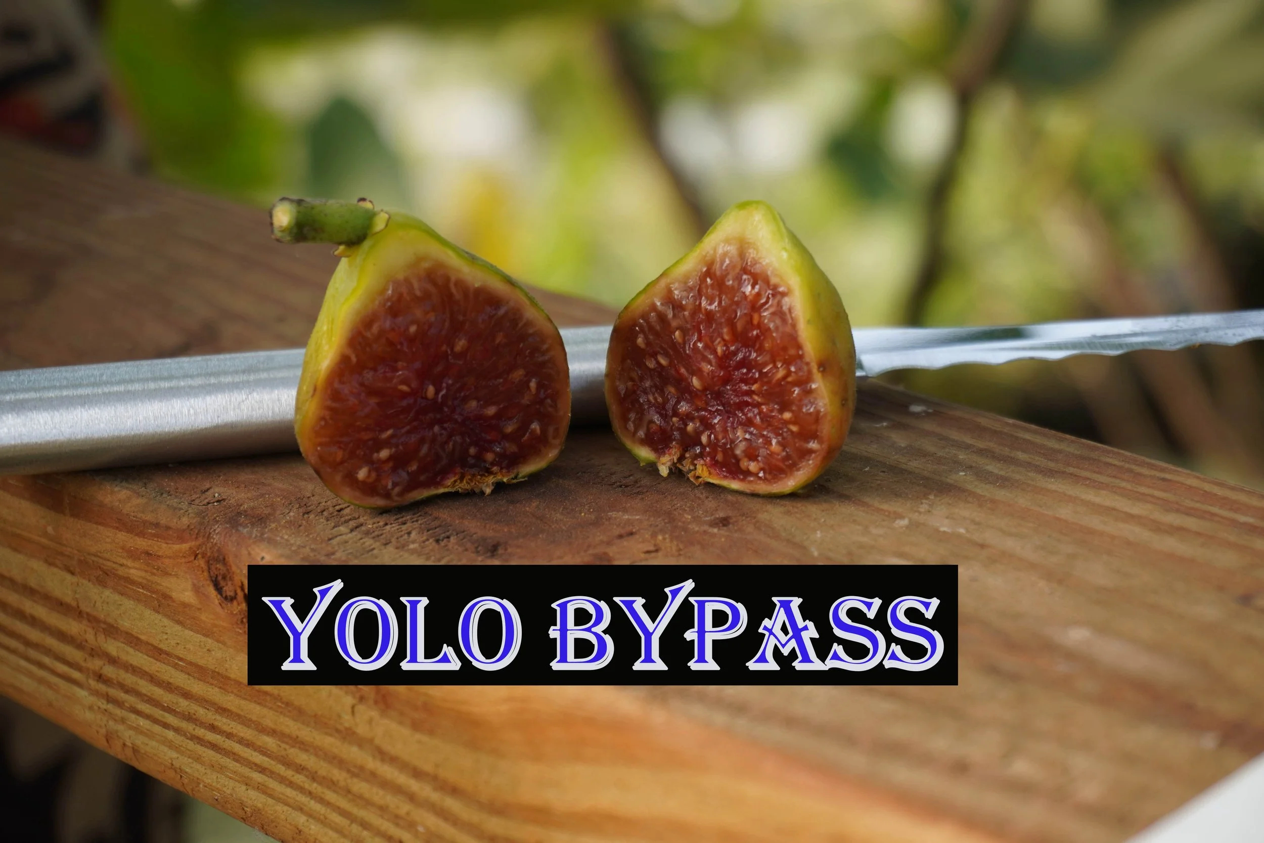 Yolo Bypass Fig Tree