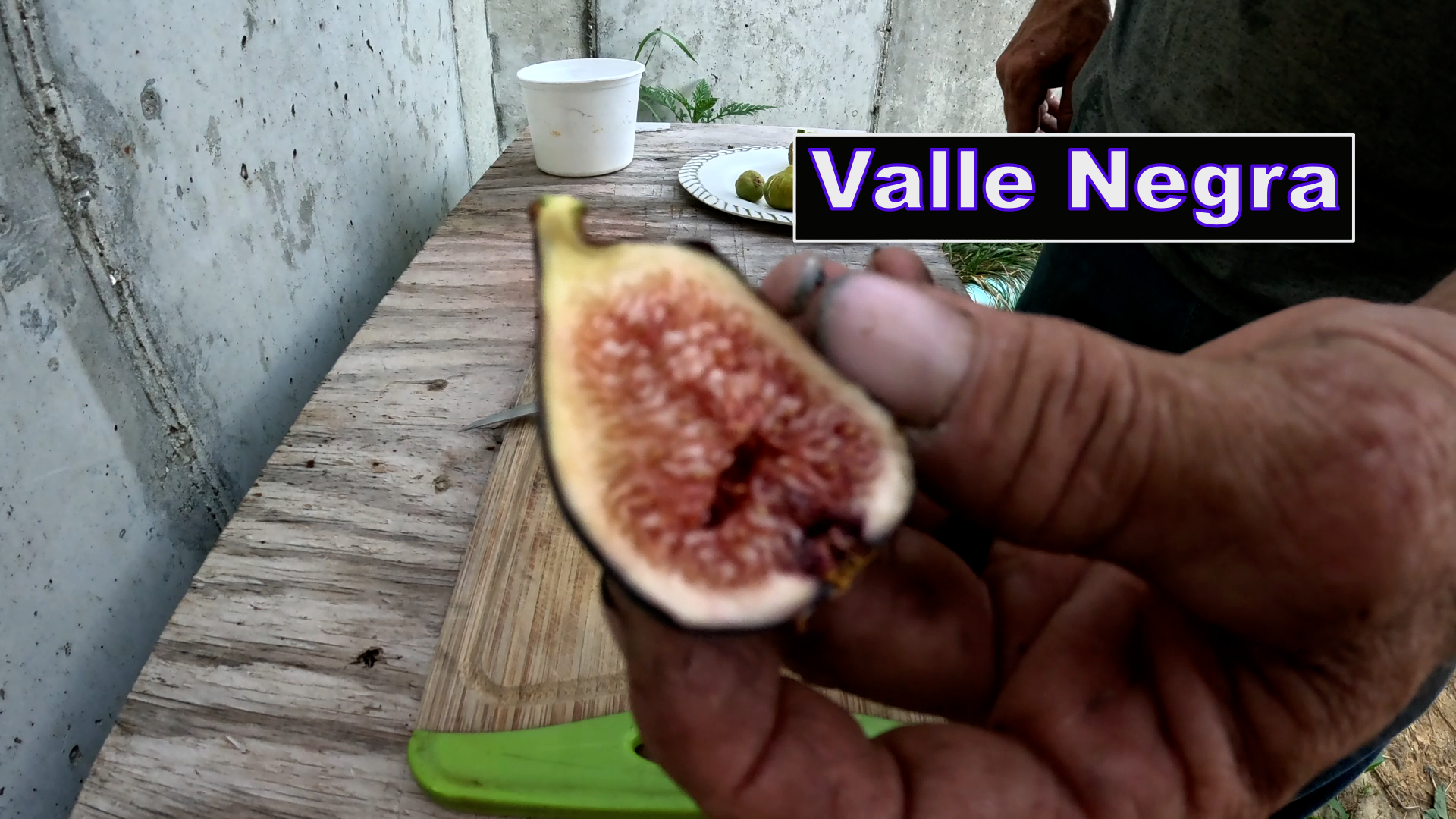 Valle Negra Fig Tree