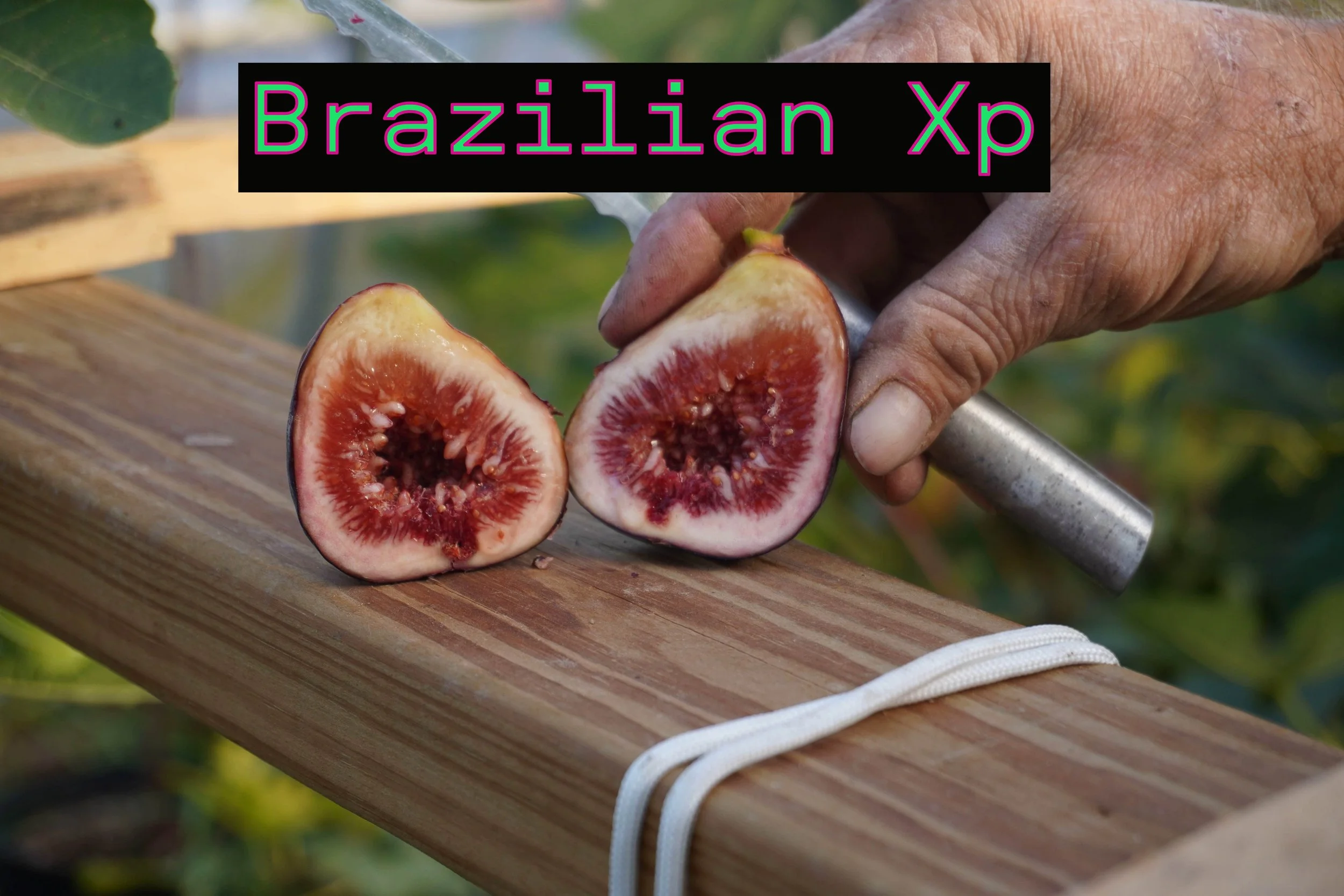 Brazilian XP Fig Tree