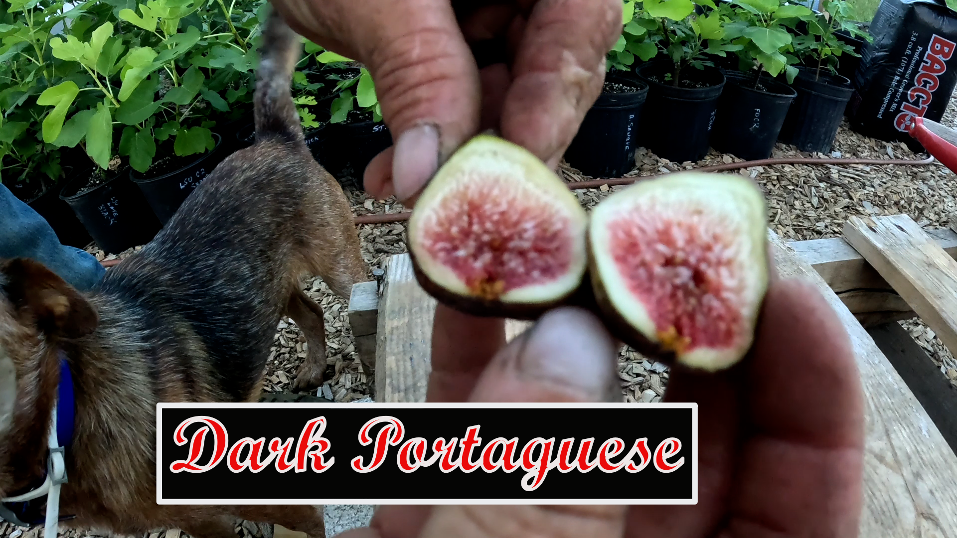 Dark Portuguese Fig  tree