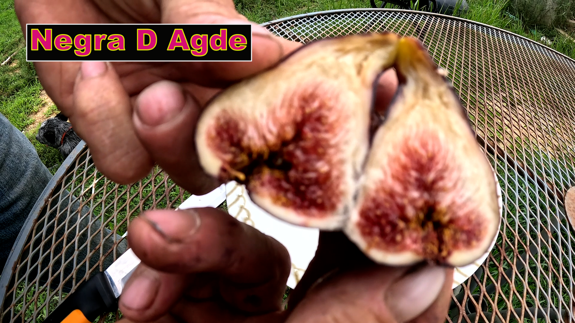 Negra D'Agde Fig Tree