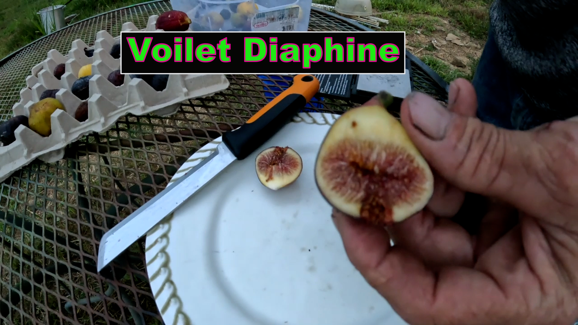 Violet Diaphine Fig Tree
