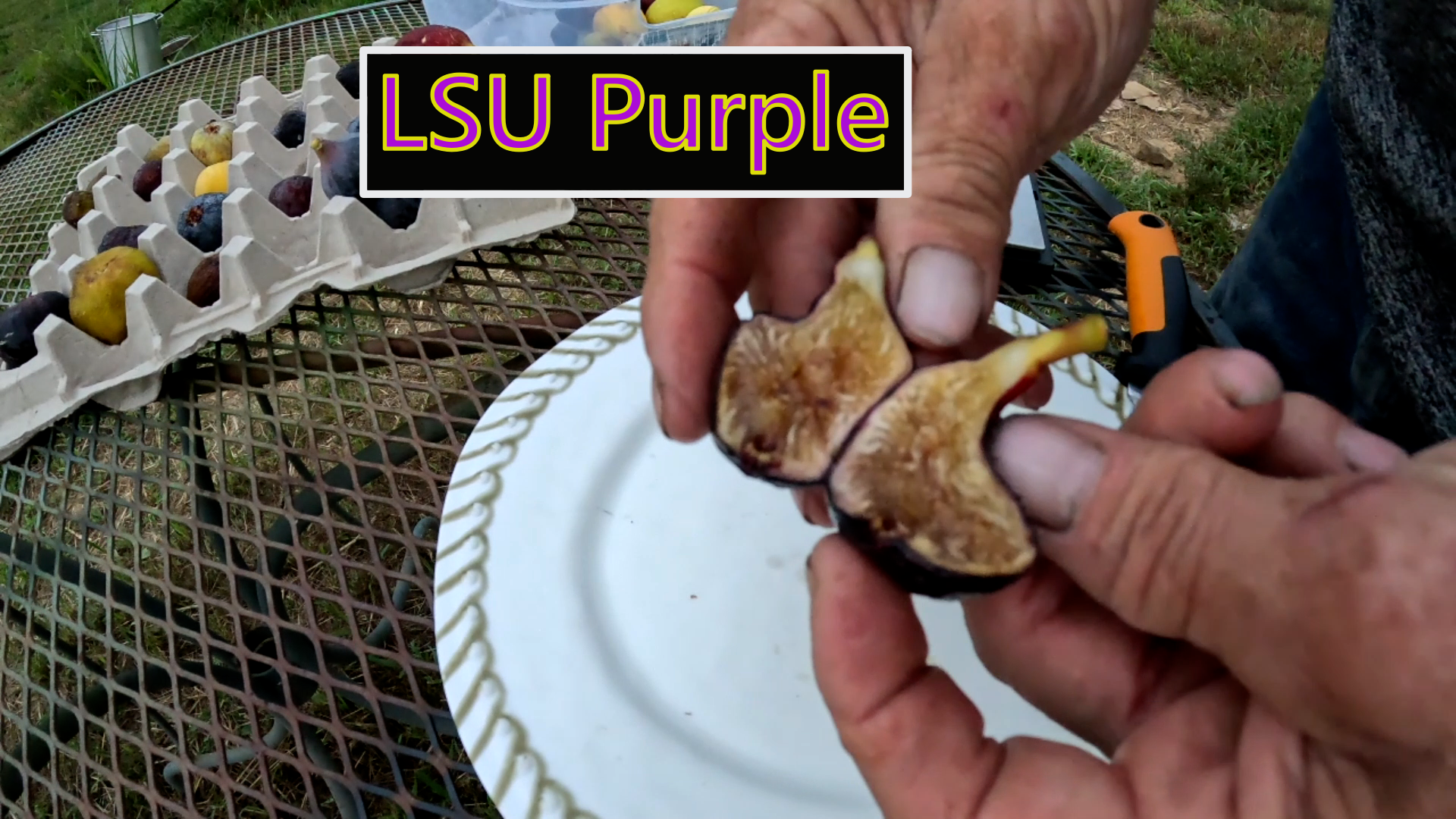LSU Purple Fig tree