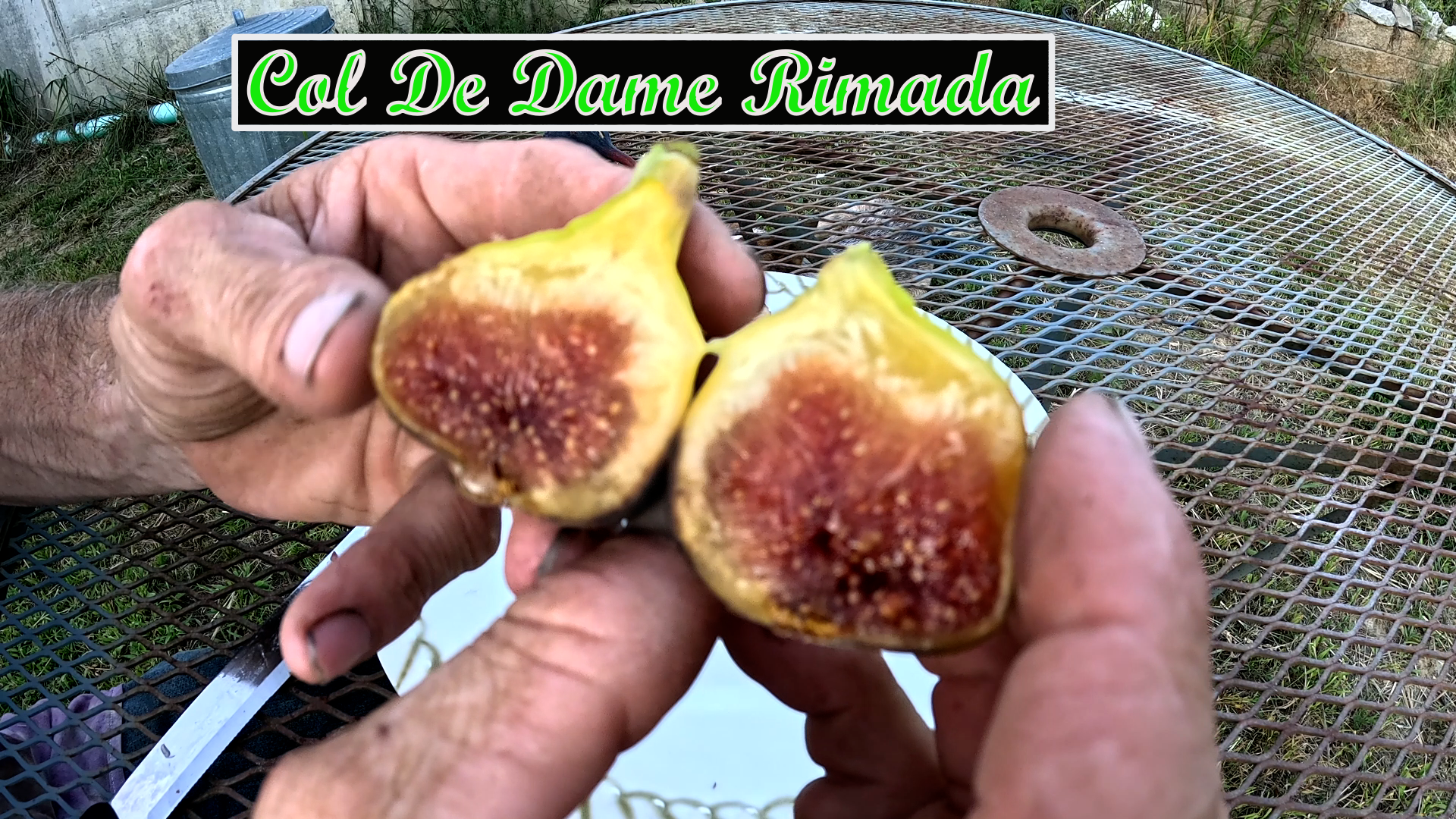 Col De Dame Rimada Fig tree