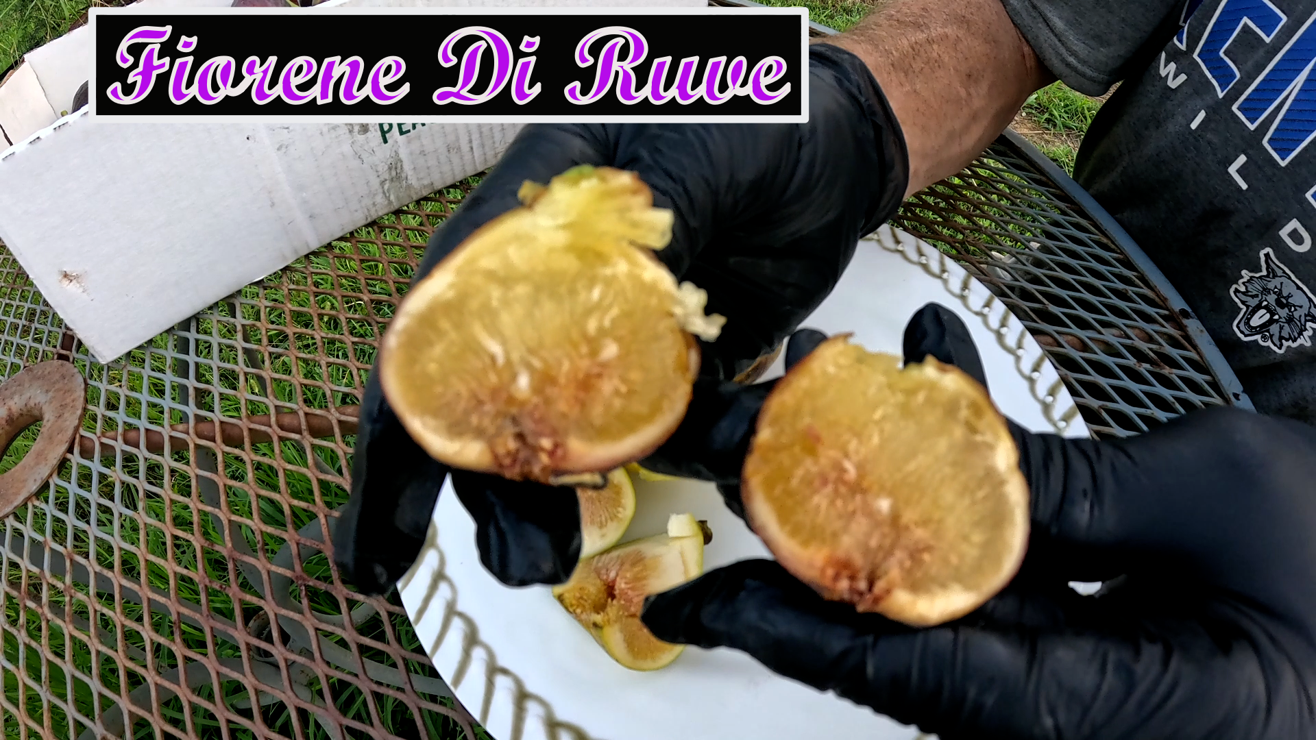 Fiorene Di Ruwe  Fig tree