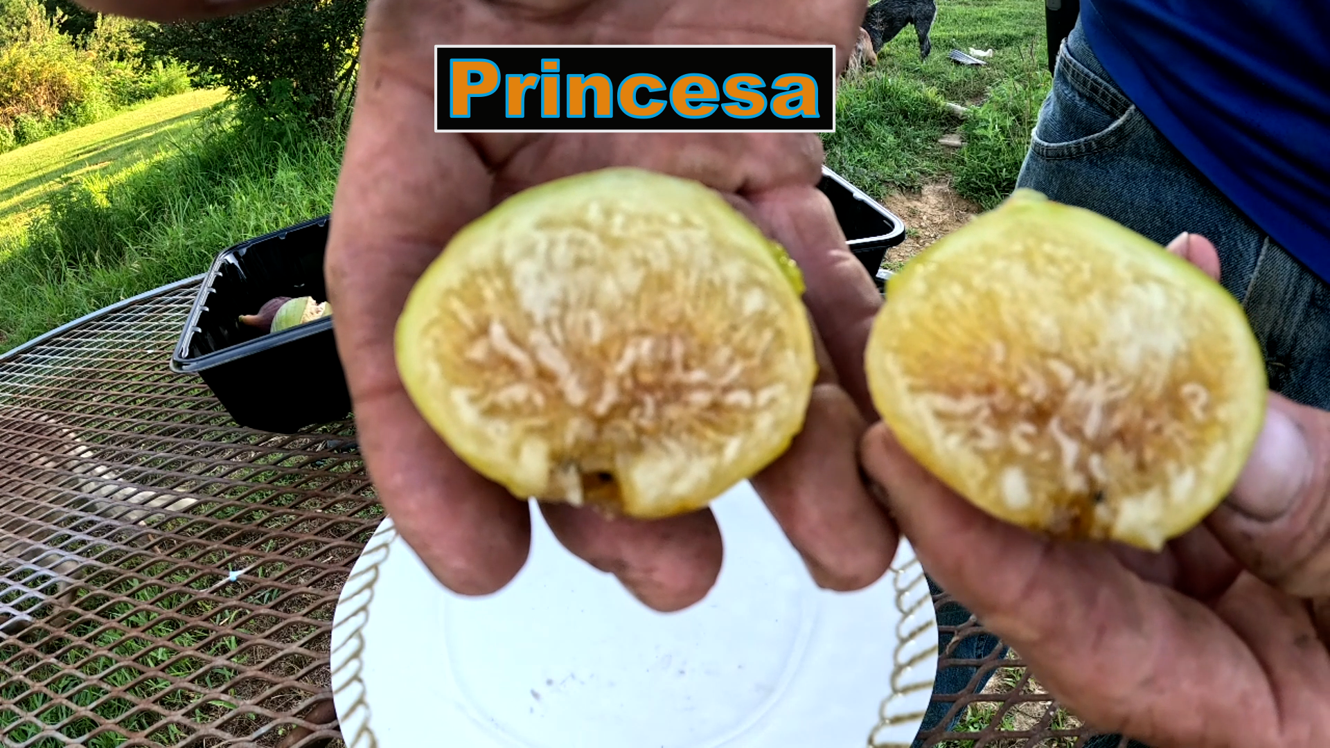 Princesa fig tree