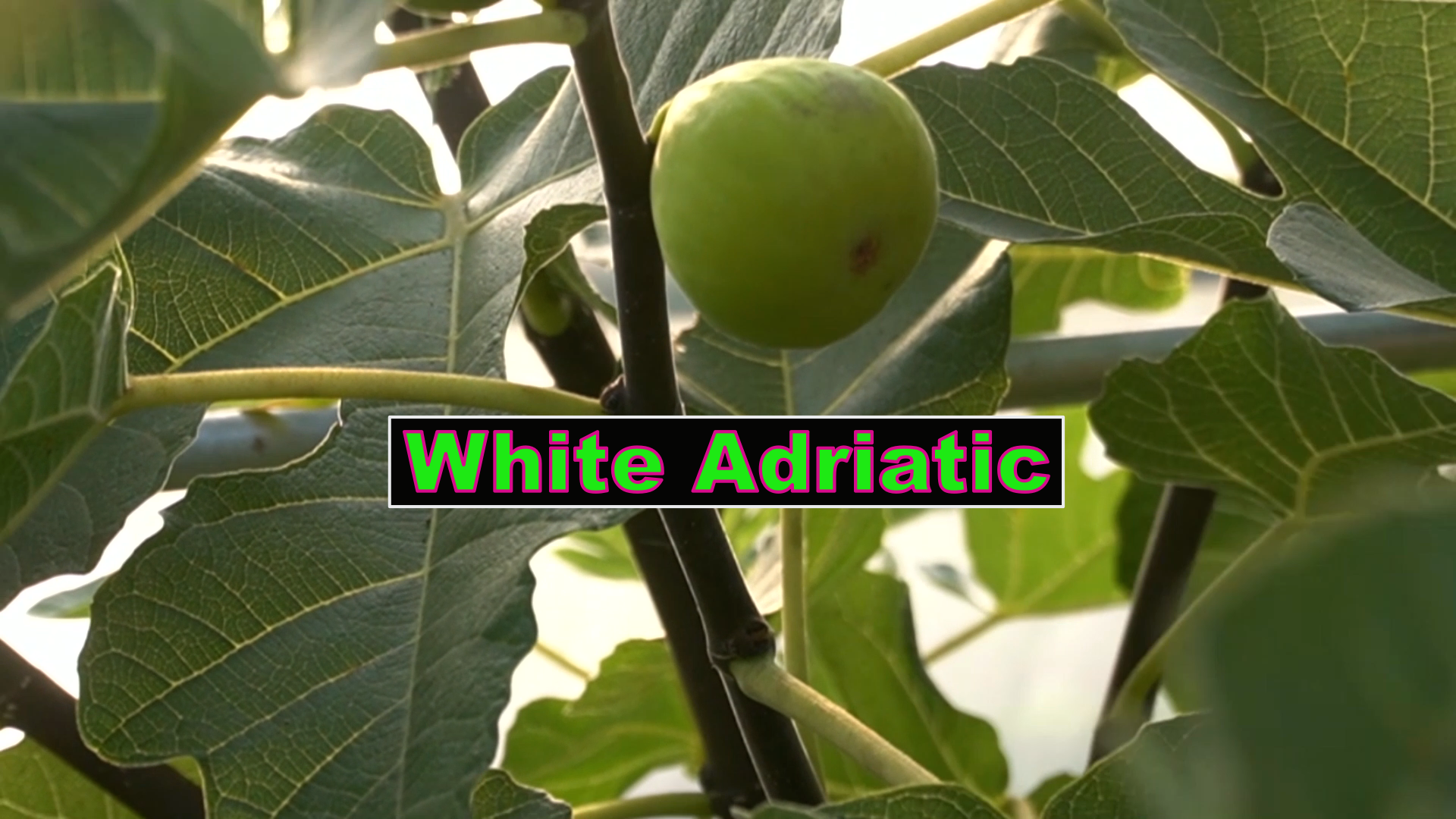 white adriatic.png