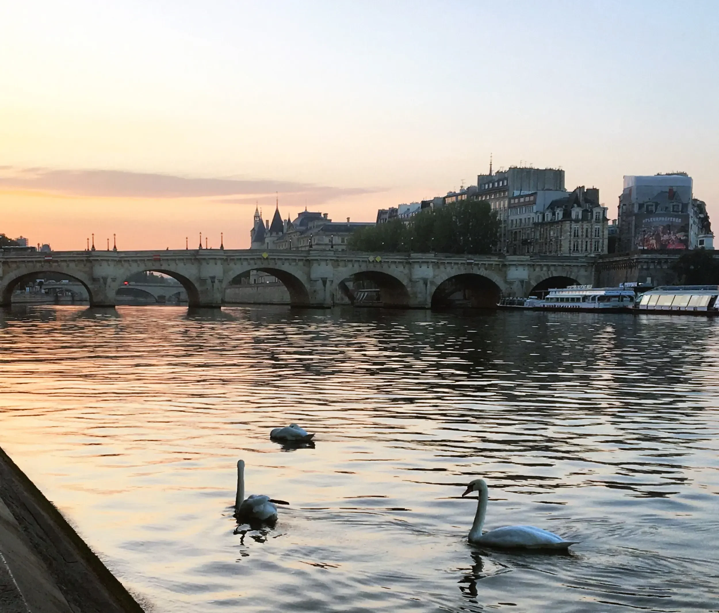 A view of the Seine River at sunset in Paris, with three swans swimming in the water and historic buildings along the riverbank.