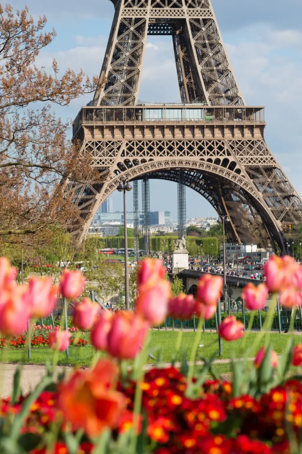 Close-up view of colorful spring tulips in the foreground with the Eiffel Tower in Paris France in the background.