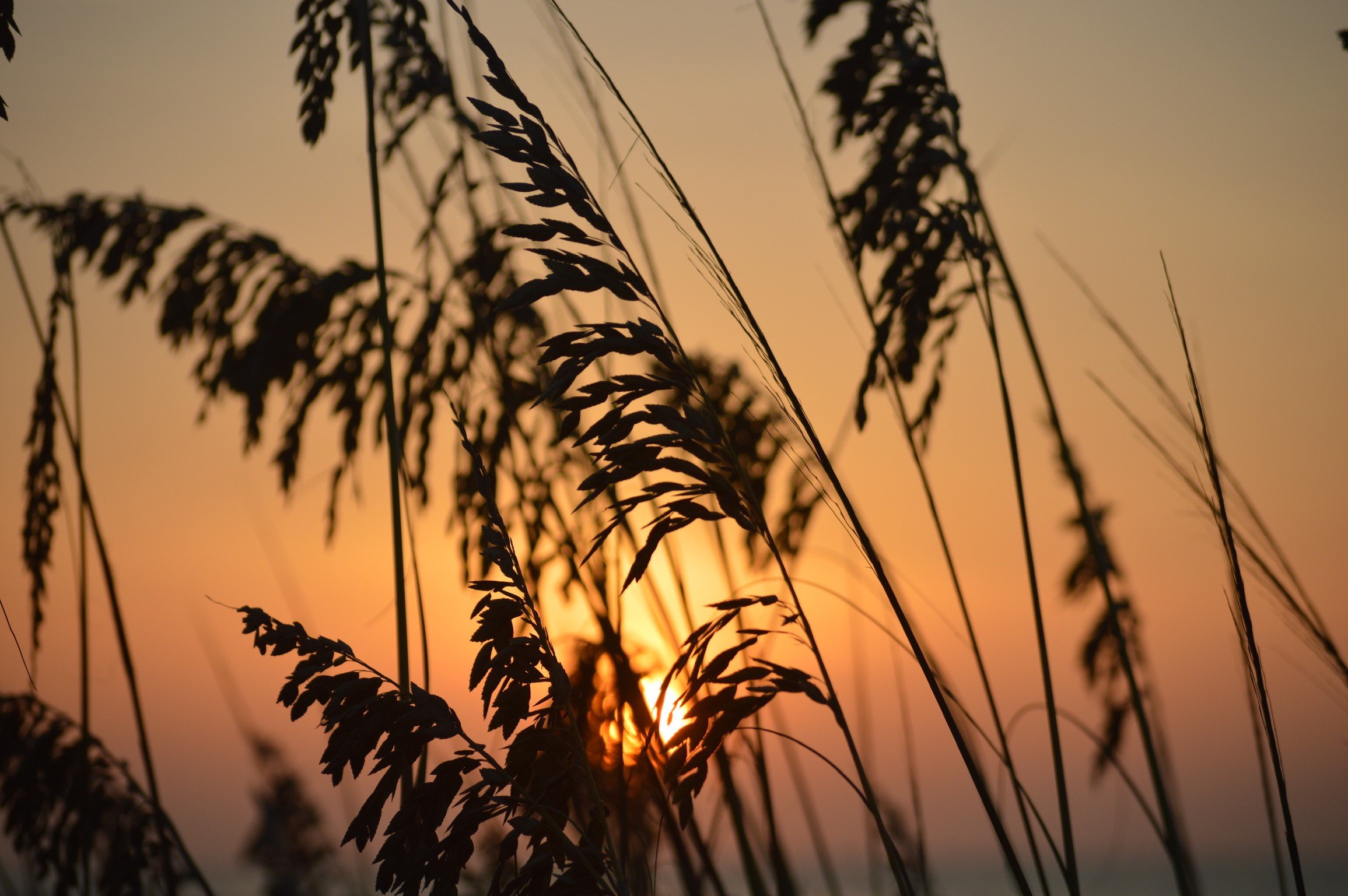 grass.jpg