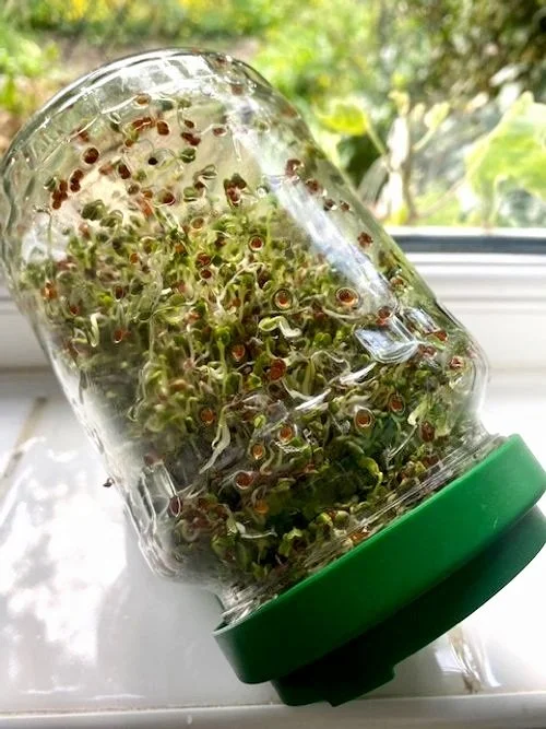 Glass jar full of growing fresh broccoli sprouts in a window sill