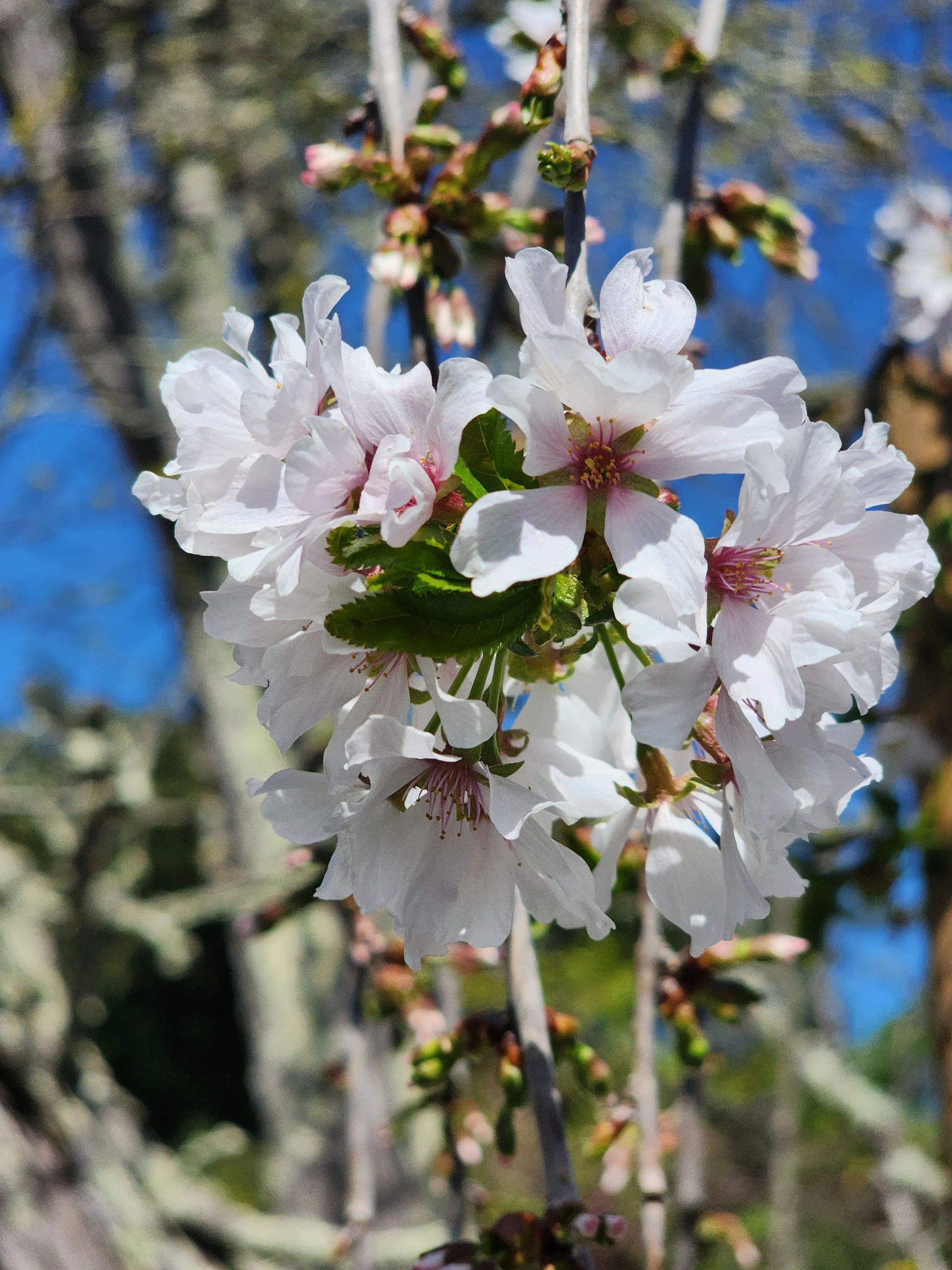 Our first cherry blossom