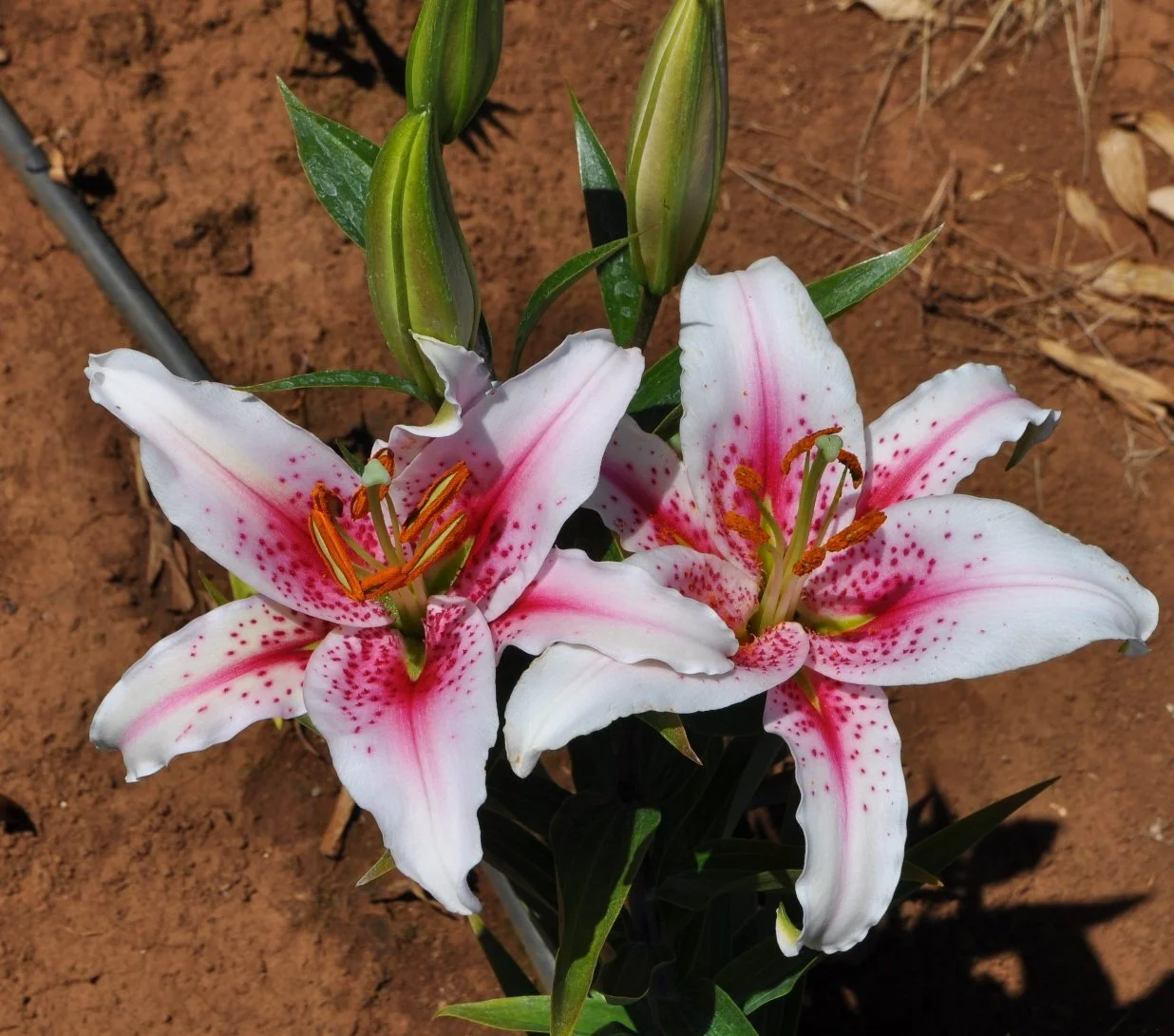 Or 25# 76 (L. Speciosum hybrid).JPG