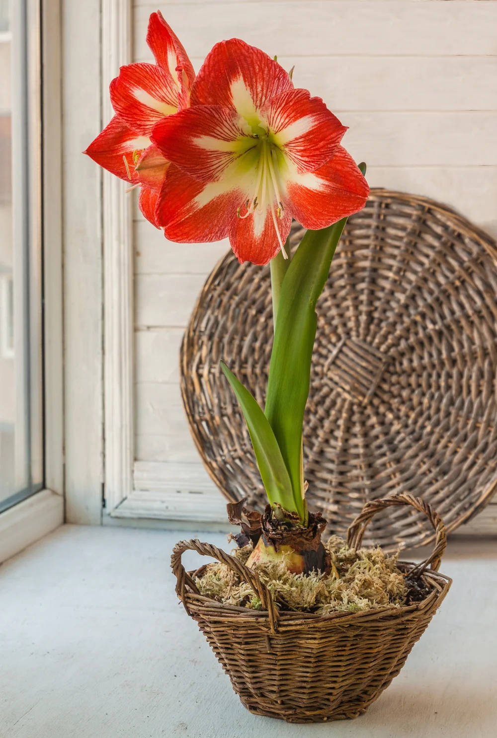Amaryllis 'Minerva' - Omnia Botanica