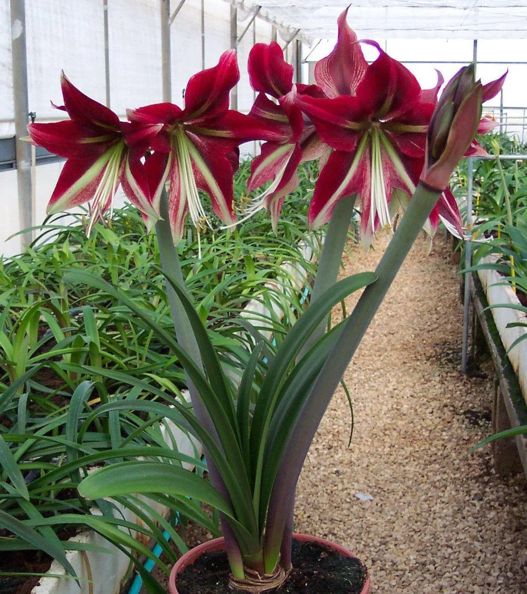 Amaryllis Ruby Star