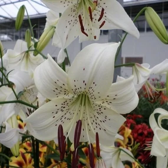 Lilium 'White Twinkle' - Omnia Botanica