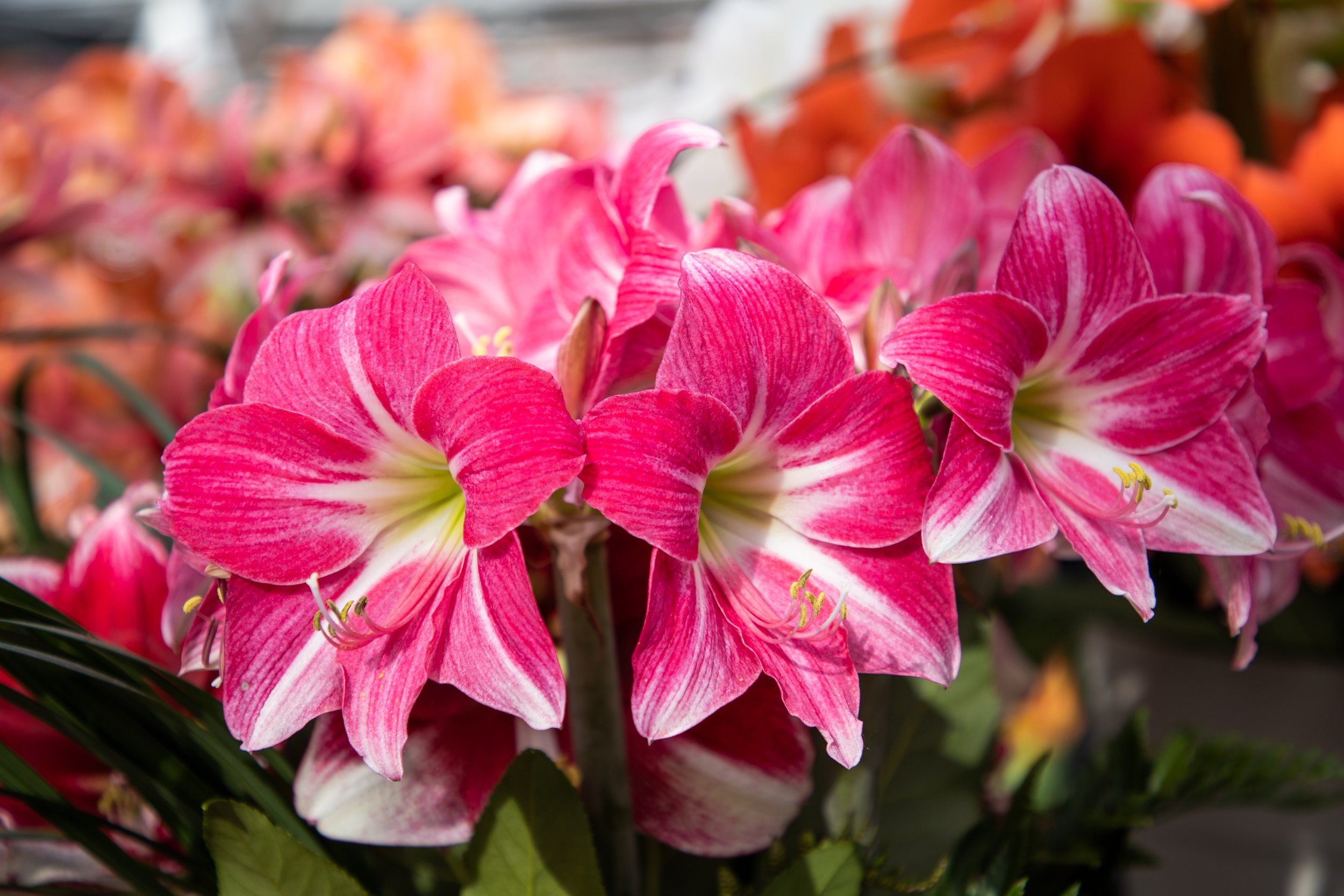 Amaryllis 'Neon'