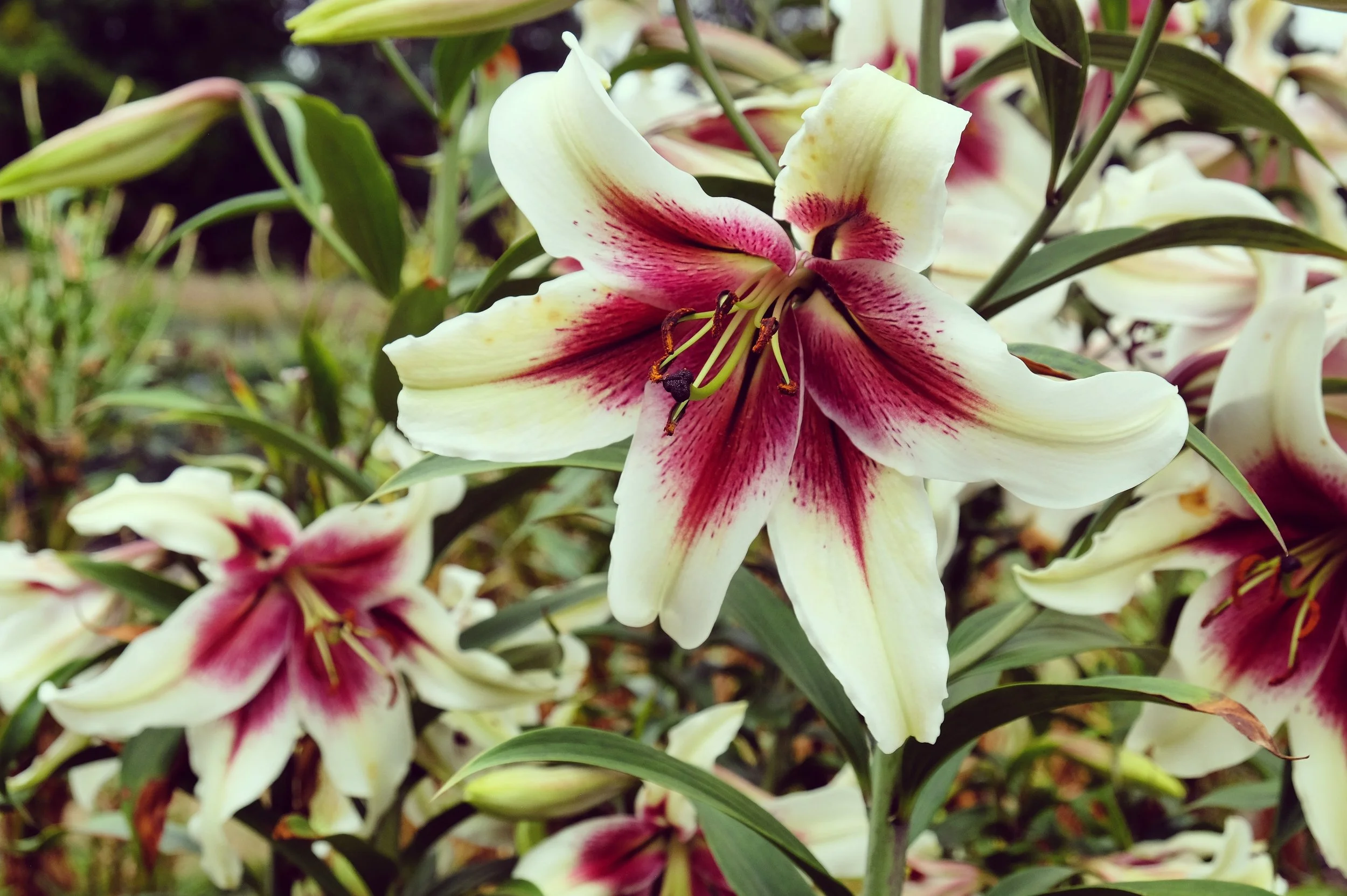 Lilium 'Zeba' - Omnia Botanica
