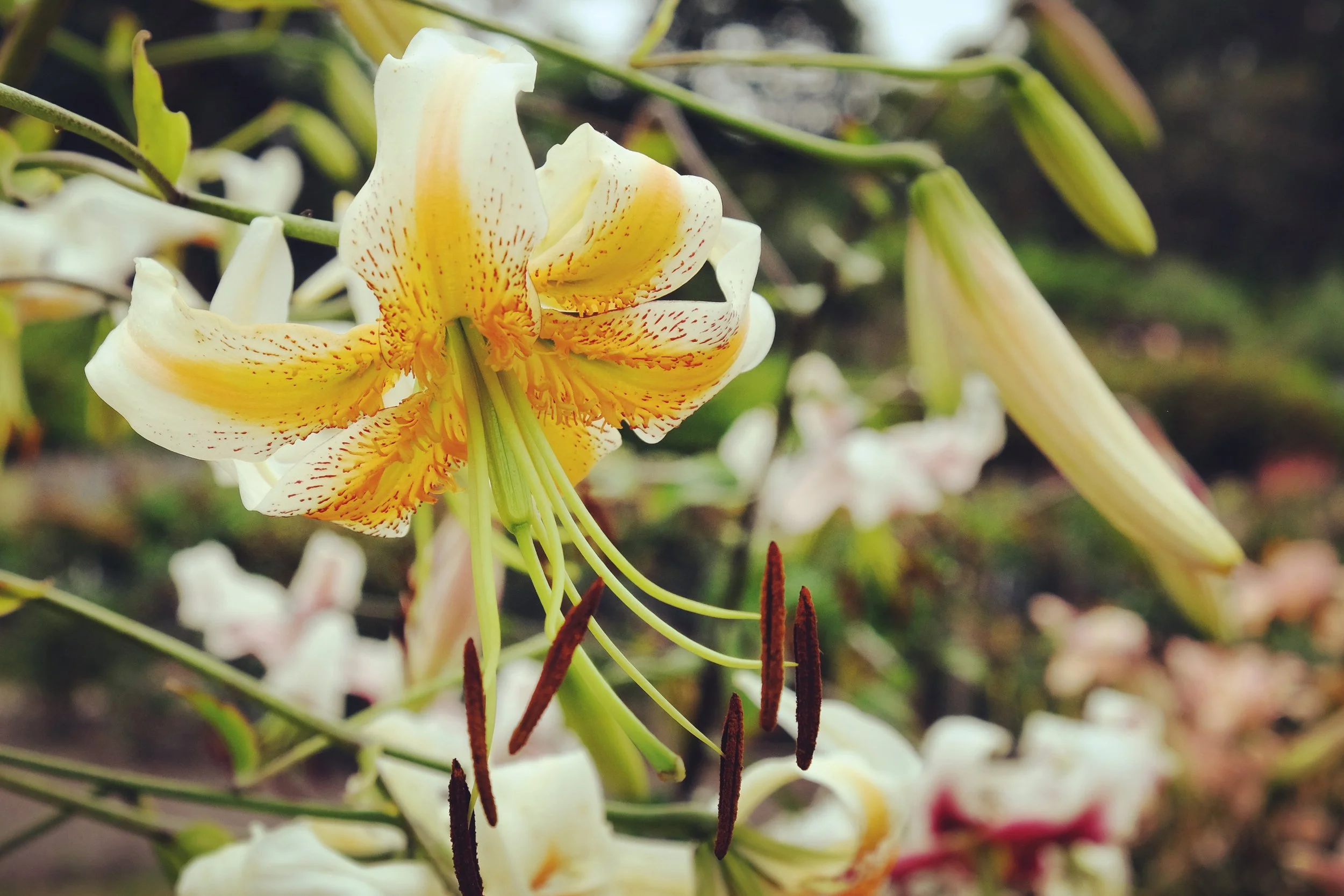 Lilium 'Lady Alice' - Omnia Botanica