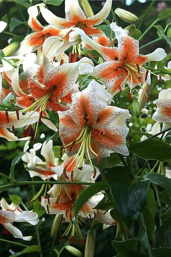 Lilium 'Lady Alice'