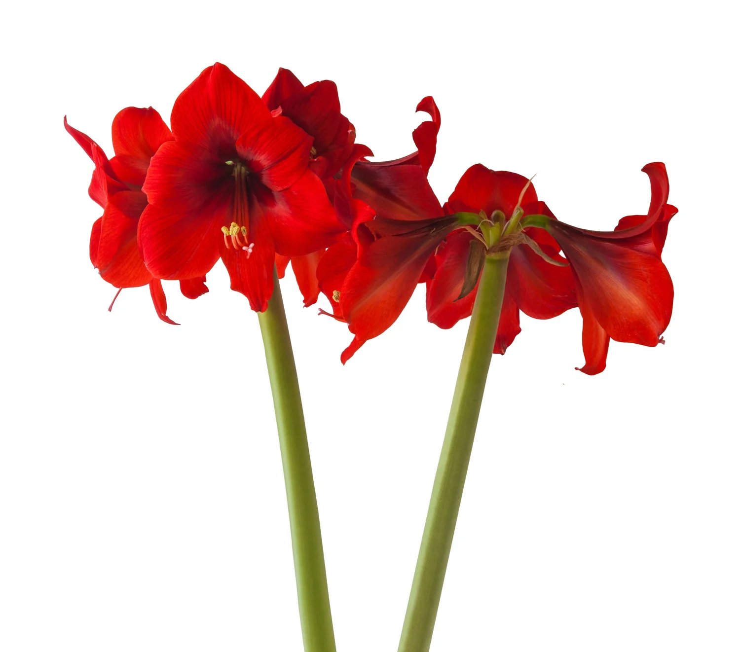 Amaryllis 'Rapido' - Omnia Botanica