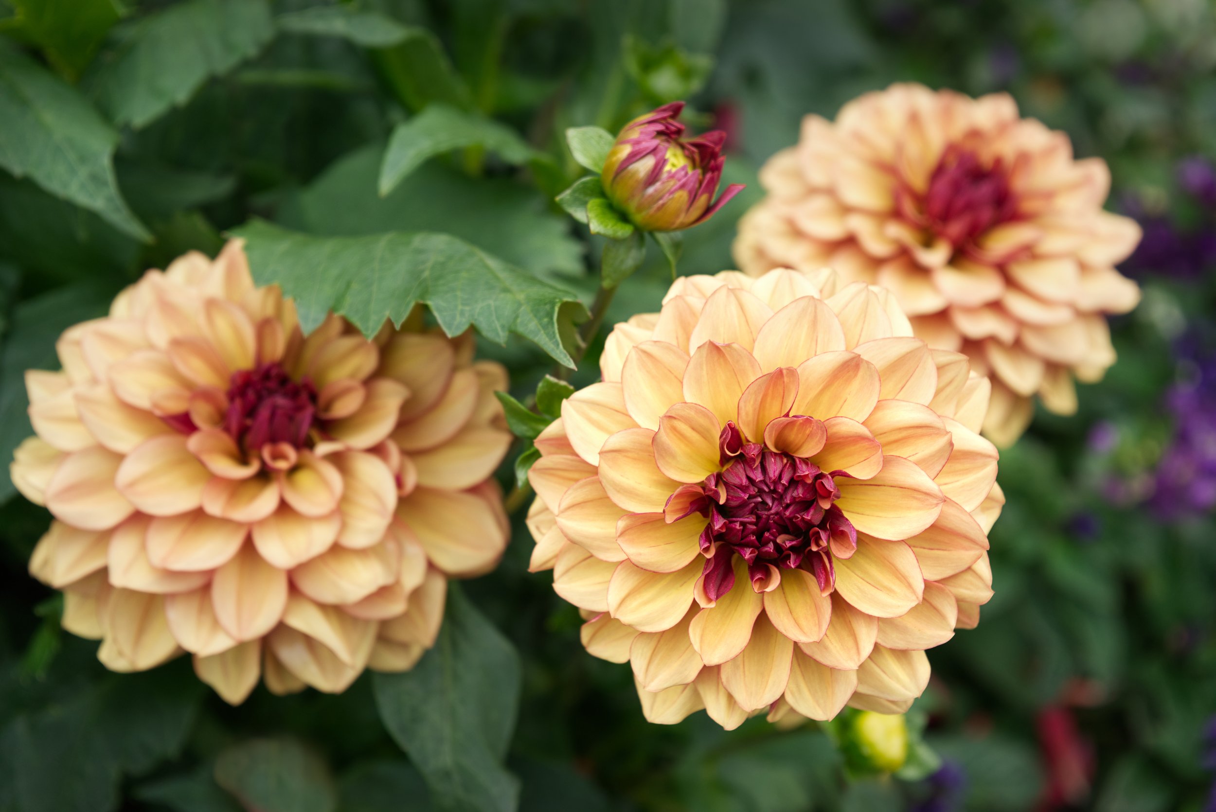 Dahlia 'Creme de Cognac' AdobeStock_558947860.jpeg