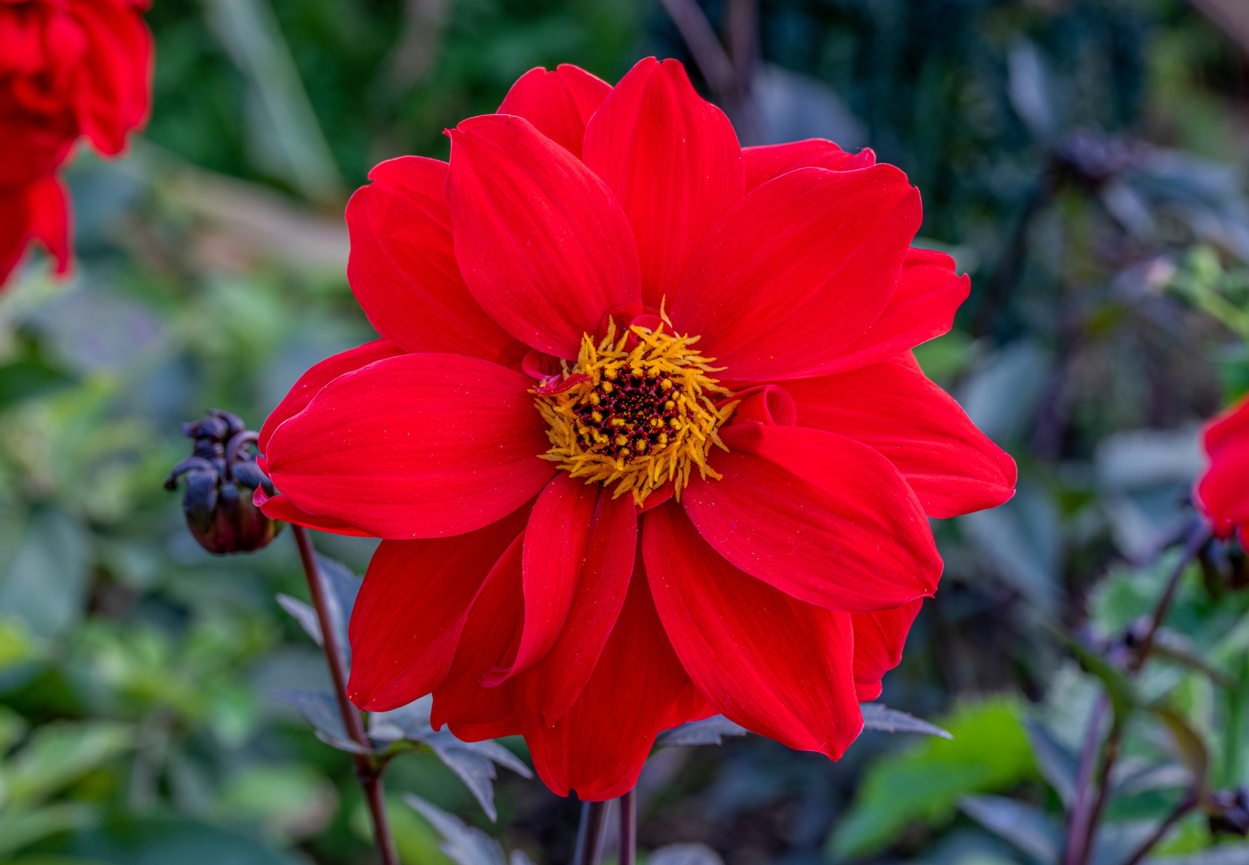 Dahlia 'Bishop of Llandaff'