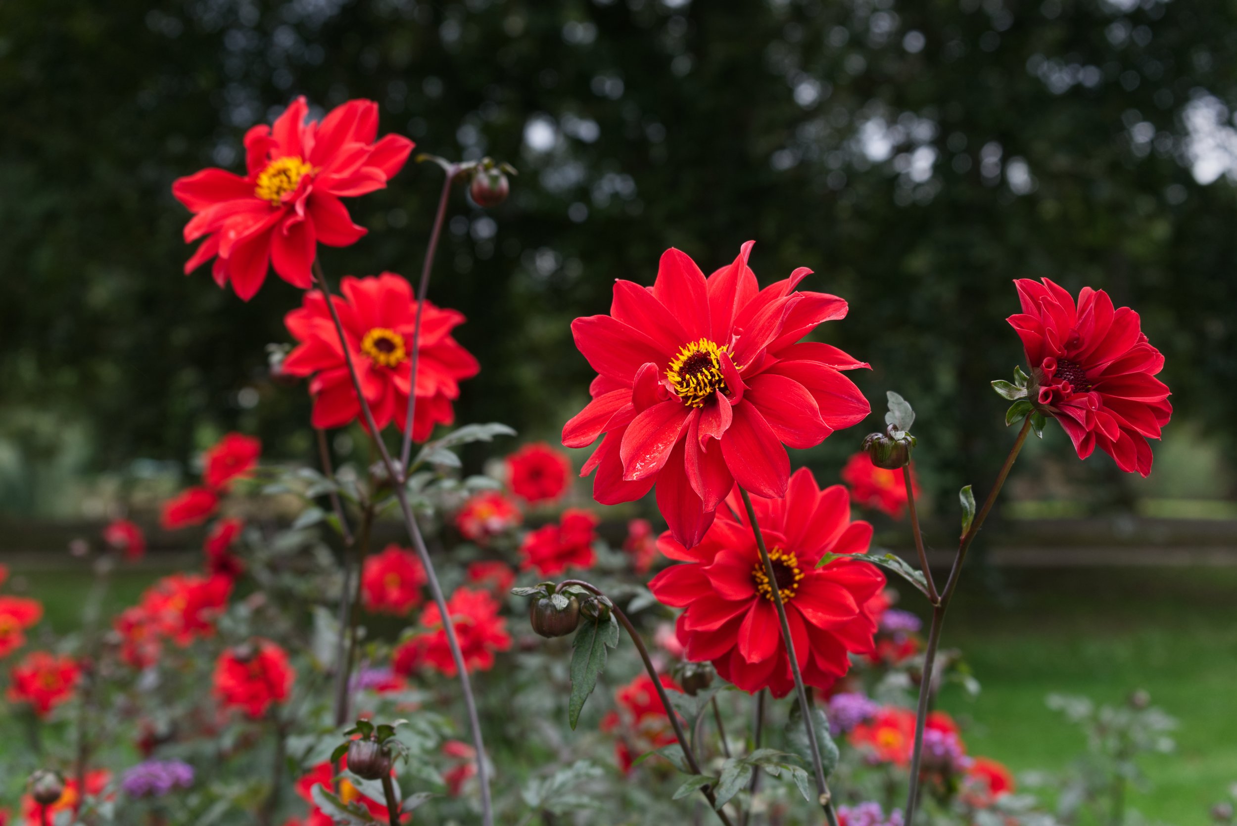 Dahlia 'Bishop of Llandaff' AdobeStock_547022829.jpeg