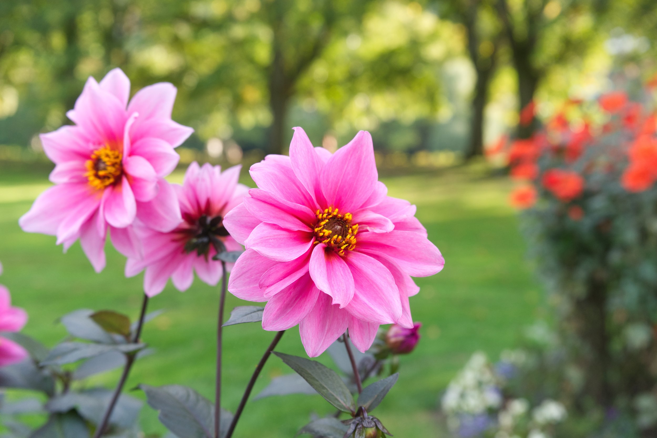 Dahlia 'Fascination' AdobeStock_619524853.jpeg